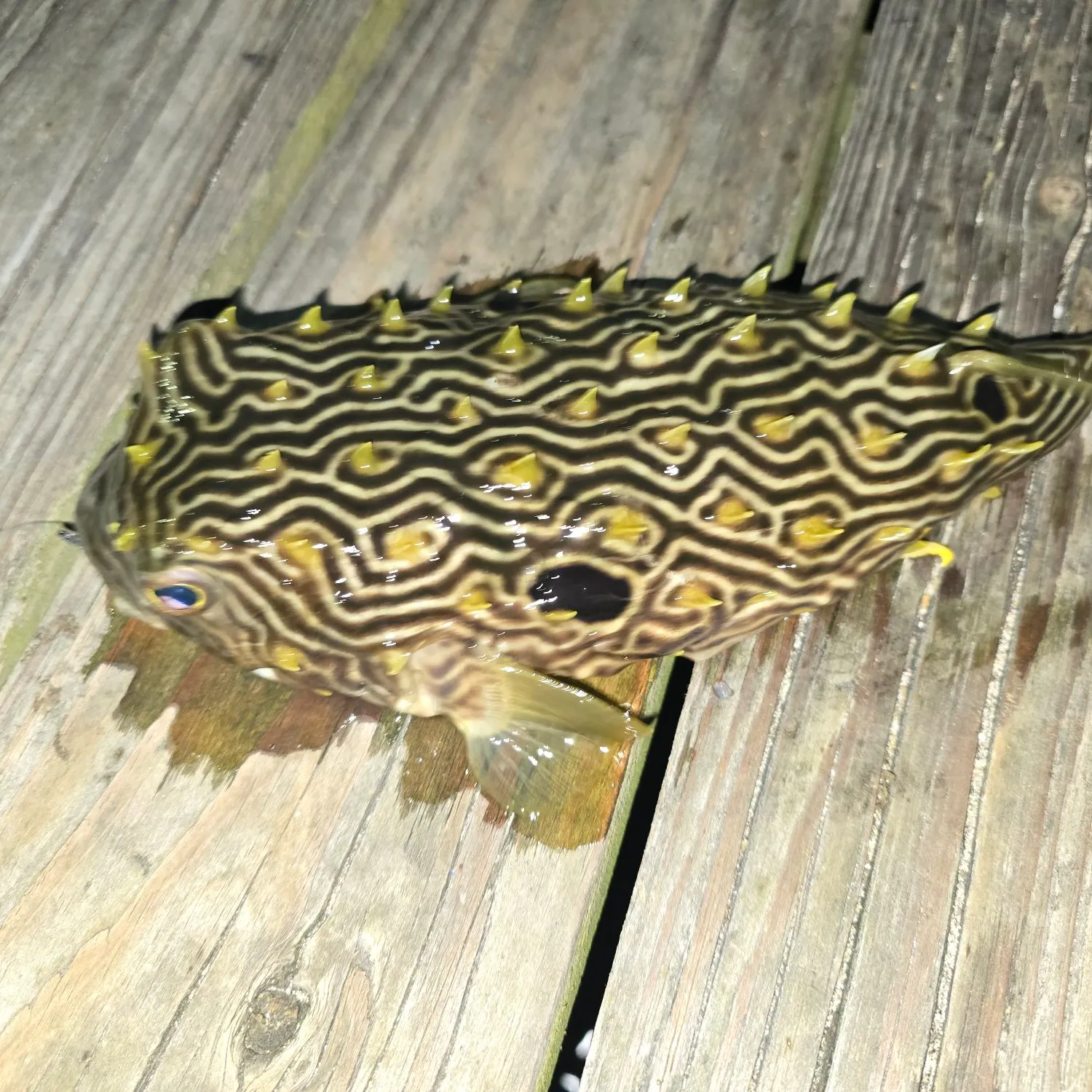 recently logged catches