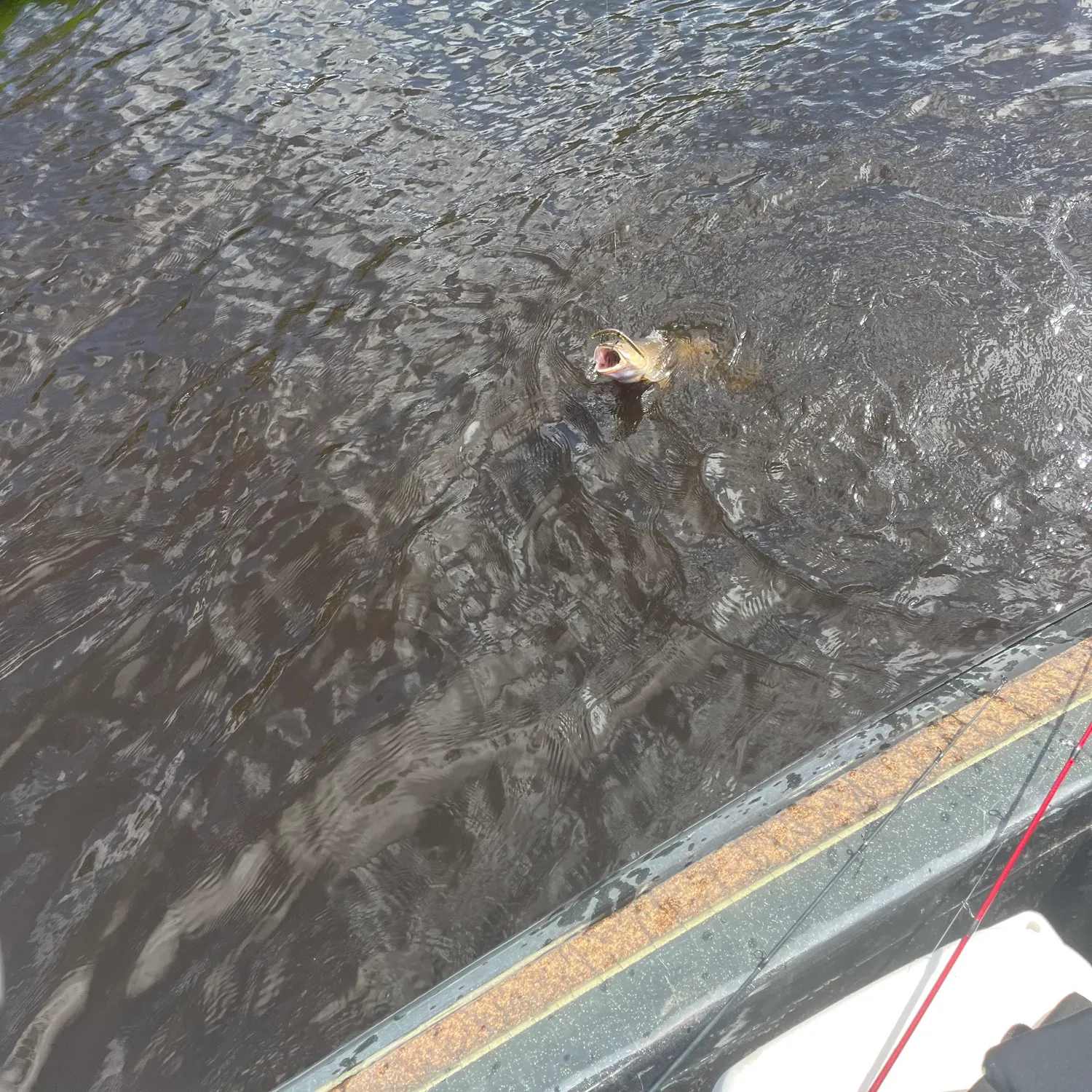 The most recent Ruddy bowfin catches on Fishbrain