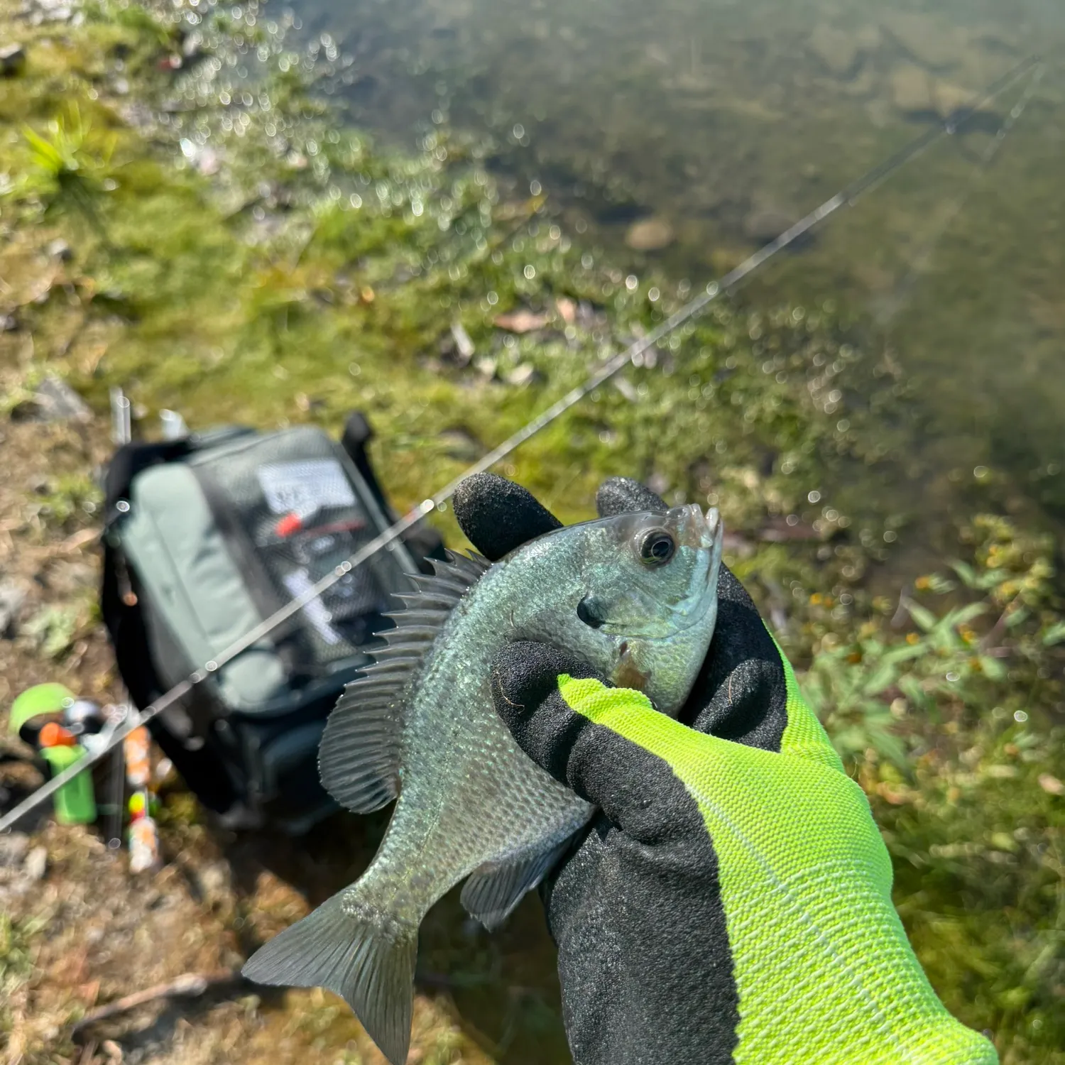 Bluegill caught on Fishbrain