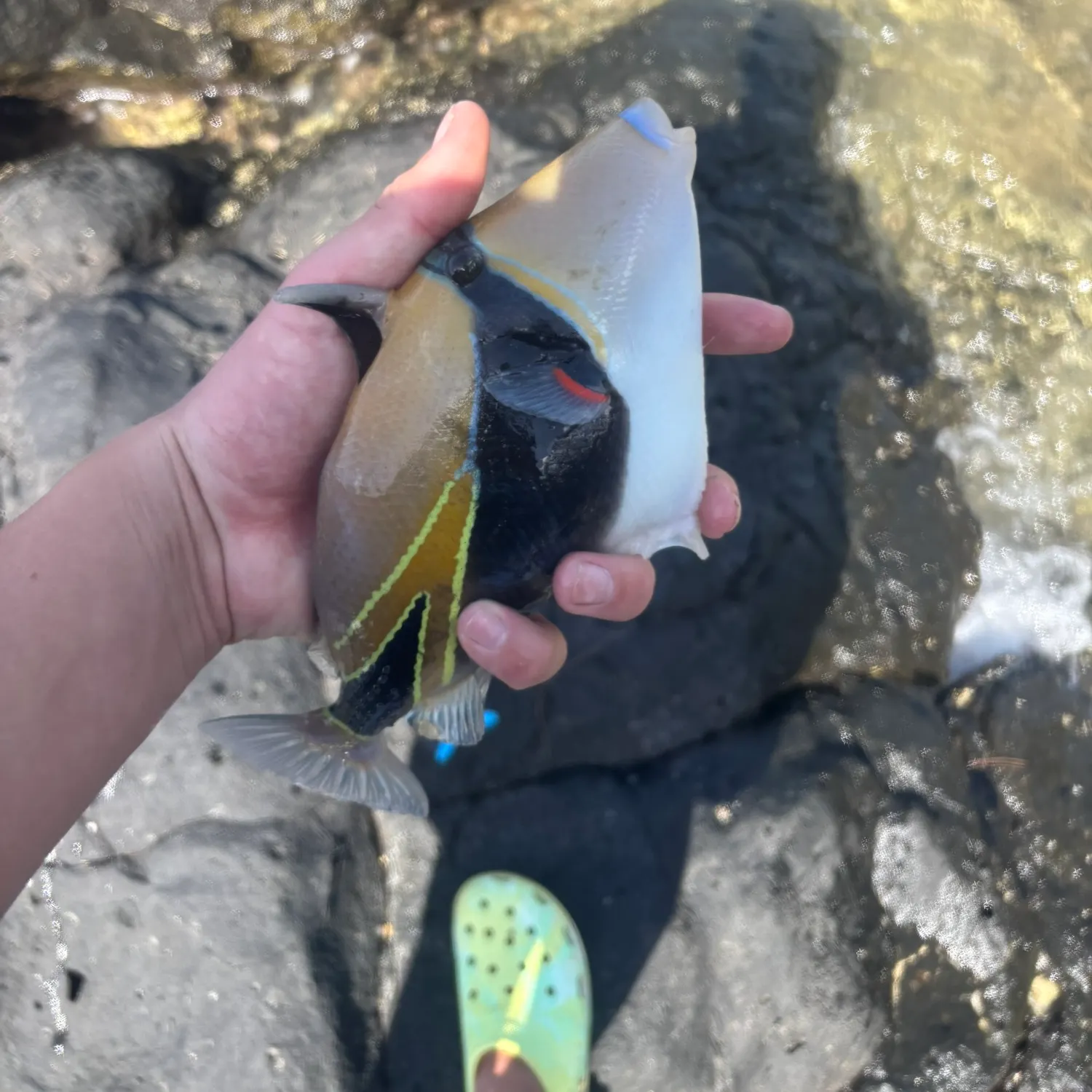 most liked catch image