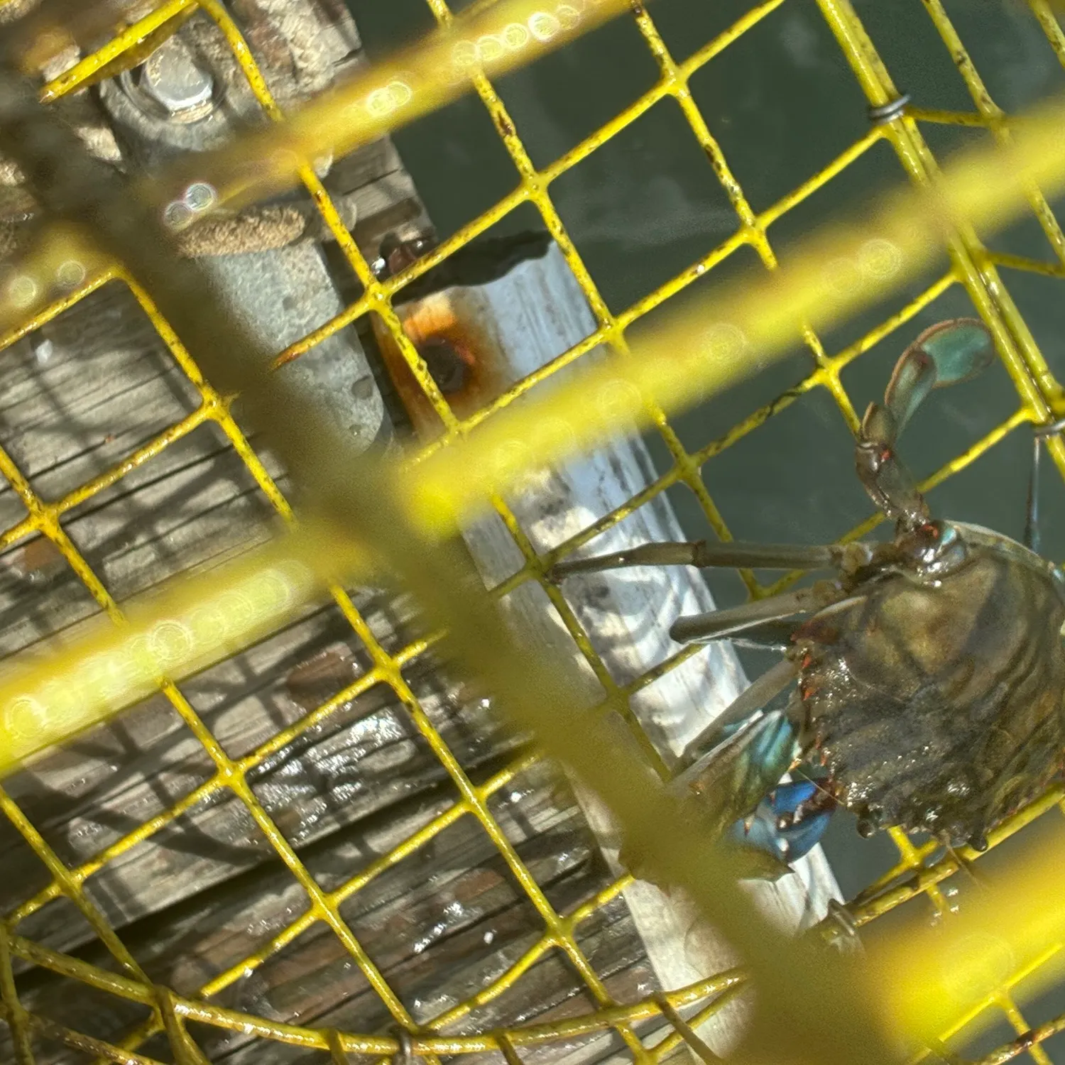 Blue crab caught on Fishbrain