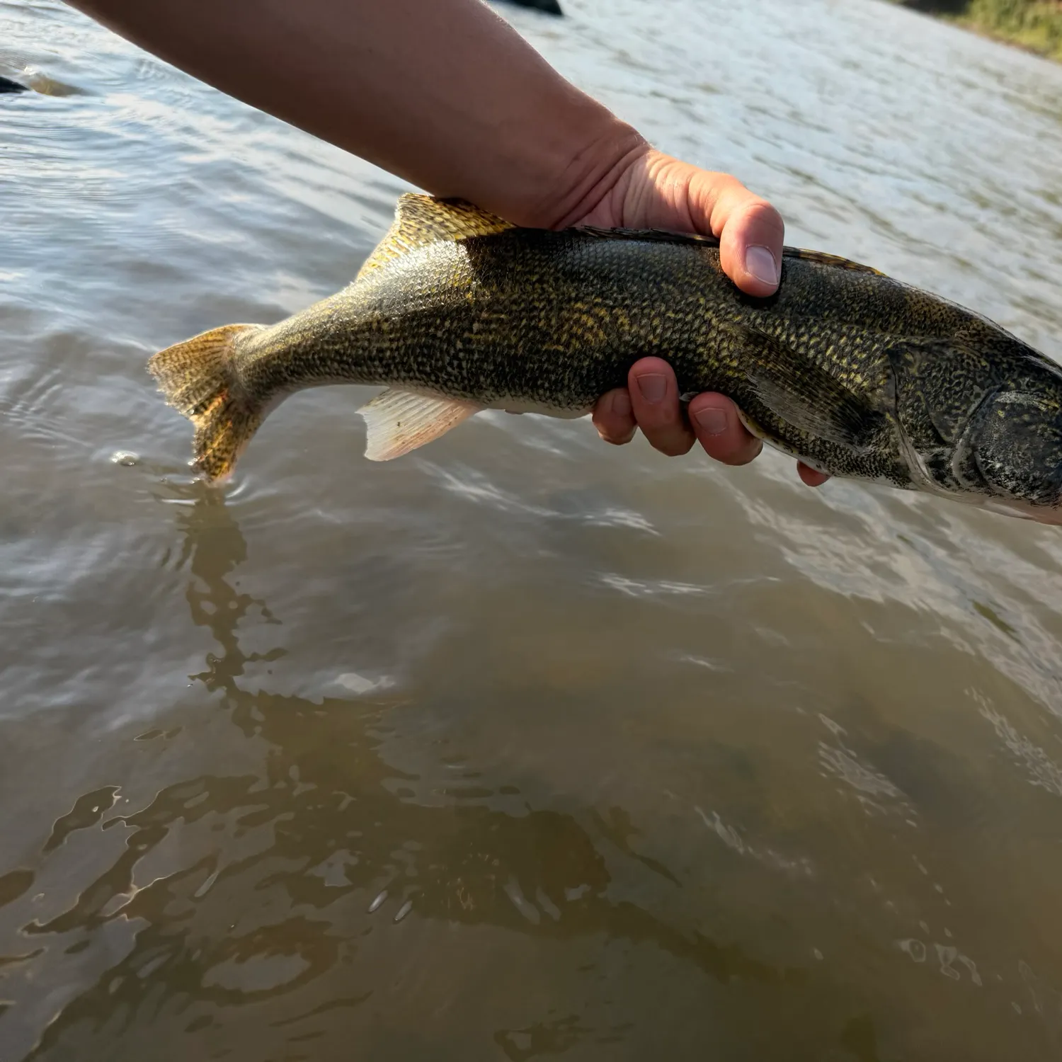 Walleye caught on Fishbrain
