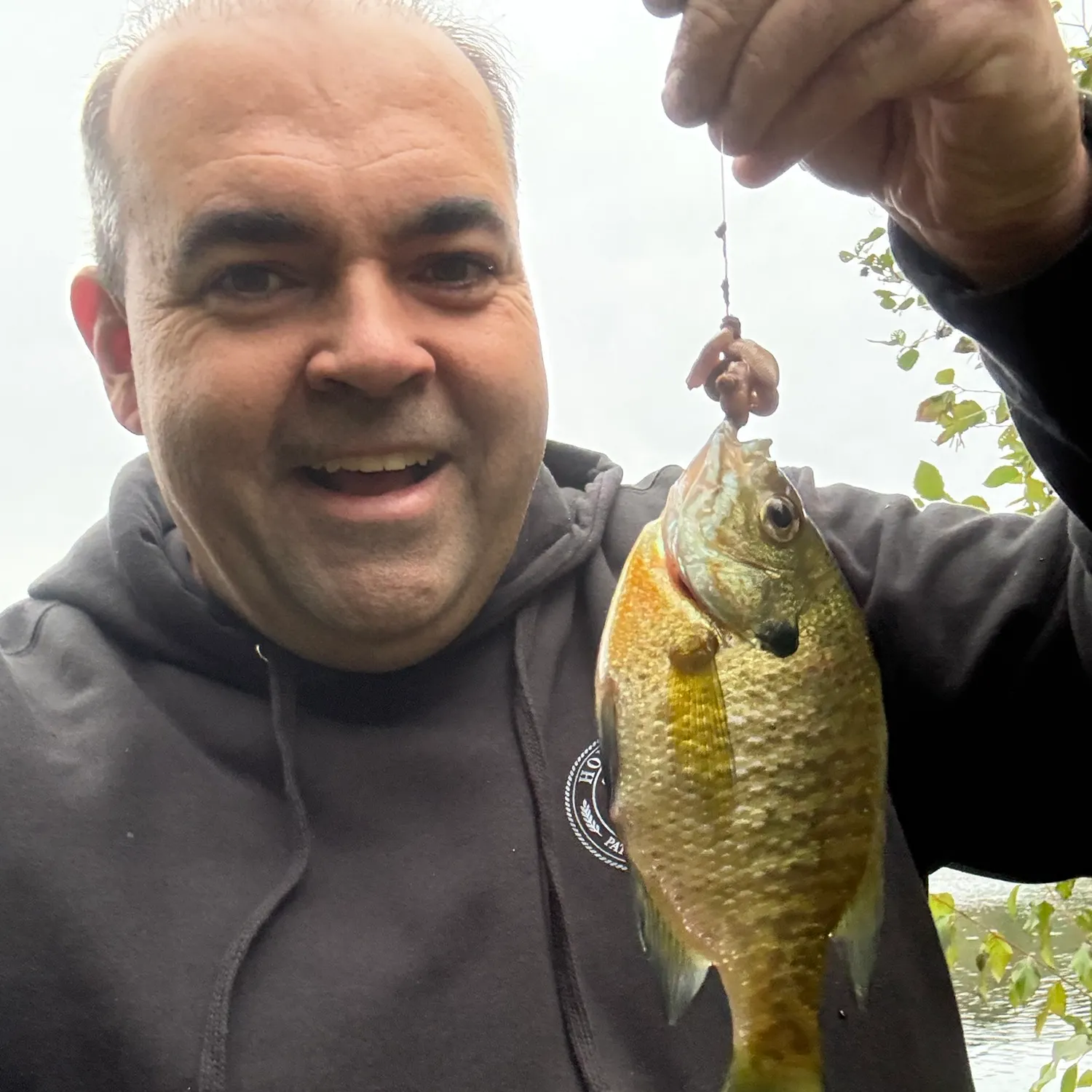 Bluegill caught on Fishbrain
