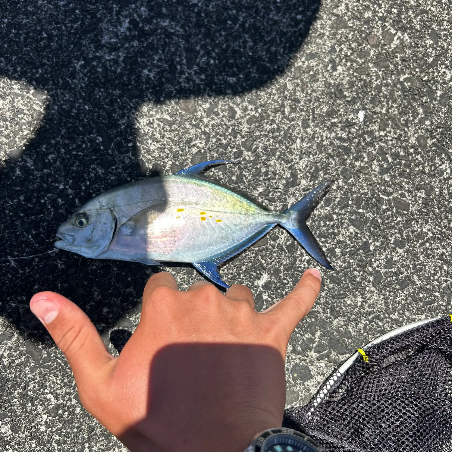 The most recent Bluefin trevally catches on Fishbrain