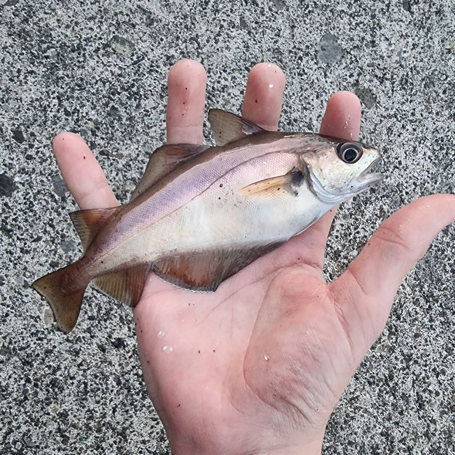 The most recent Pouting catches on Fishbrain