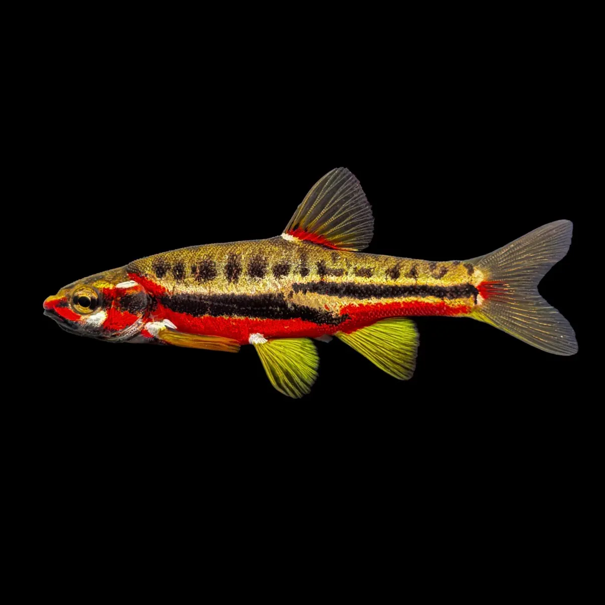 The most recent Mountain redbelly dace catches on Fishbrain