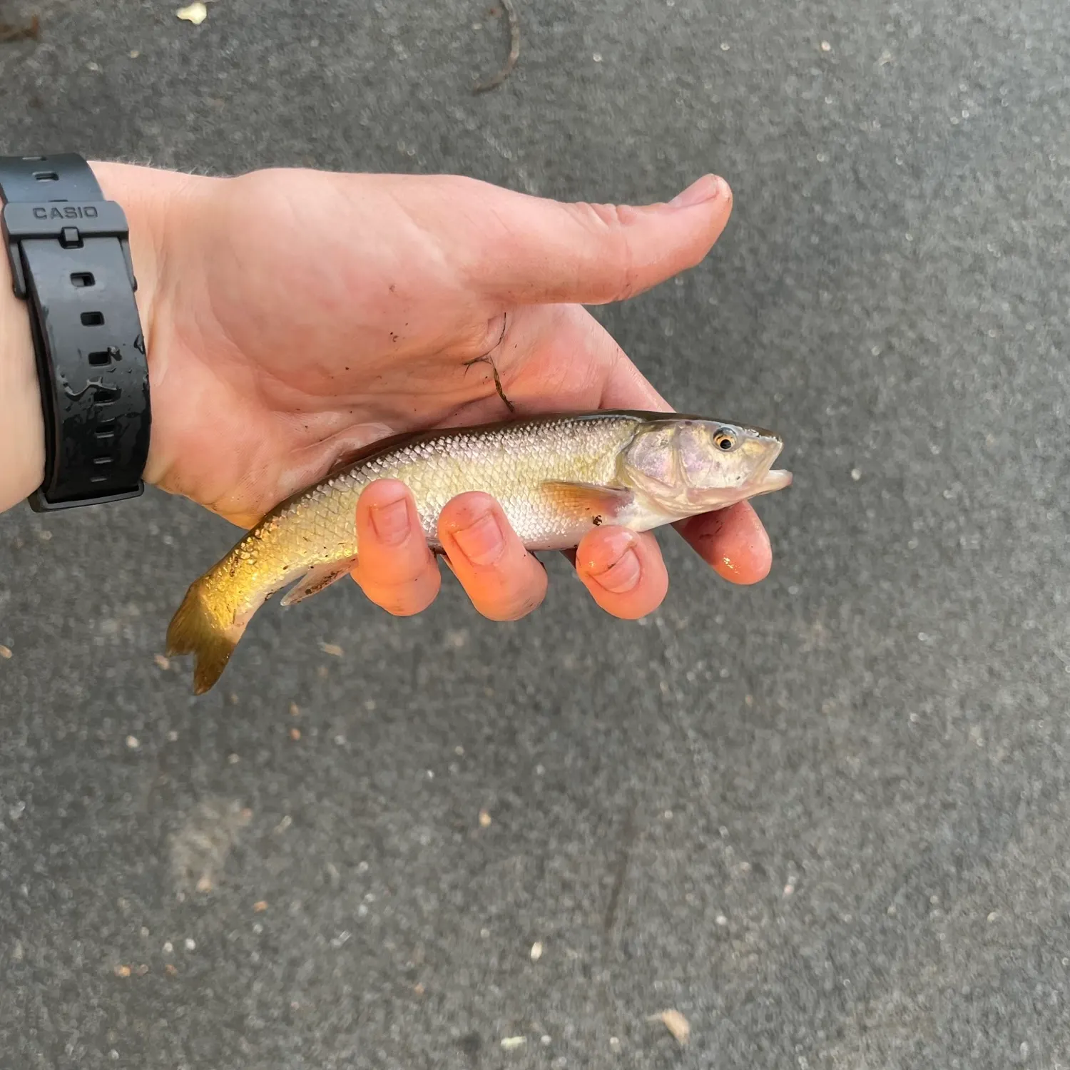 Creek chub caught on Fishbrain
