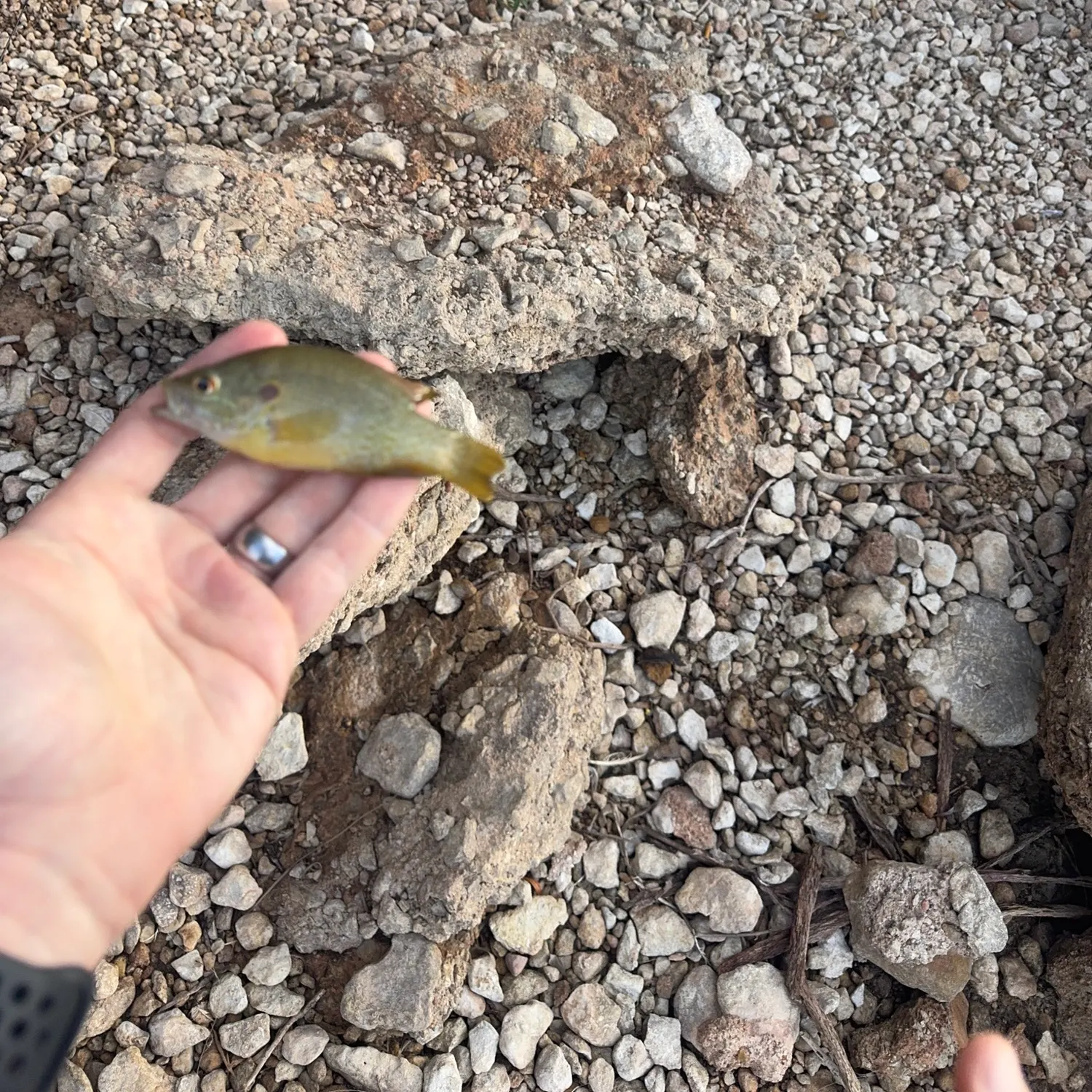 Green sunfish caught on Fishbrain