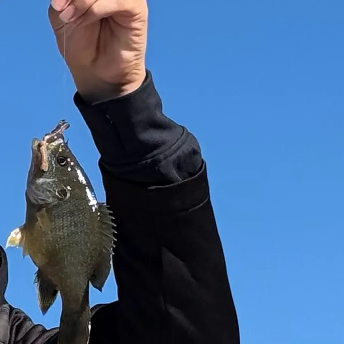 Greengill hybrid caught on Fishbrain