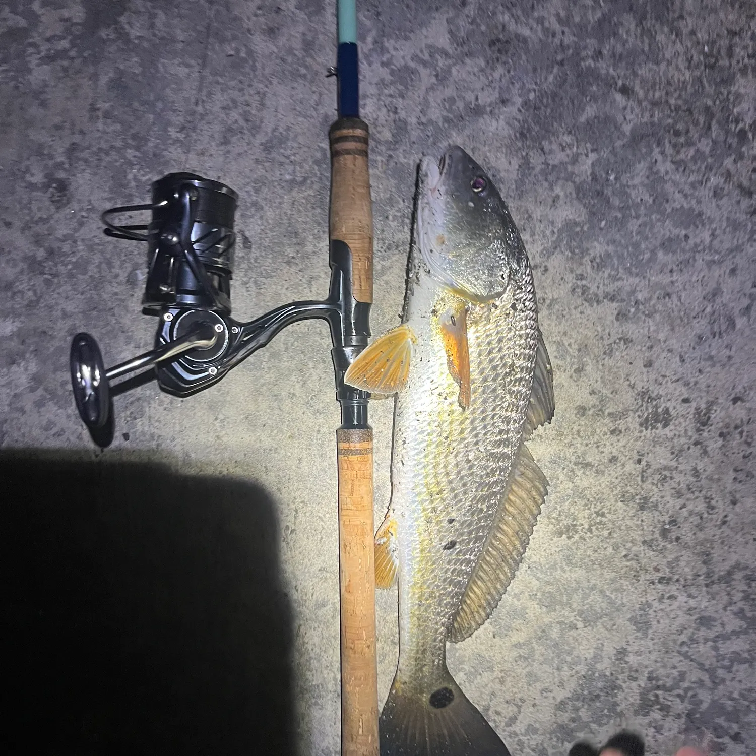 The most recent Red drum catches on Fishbrain
