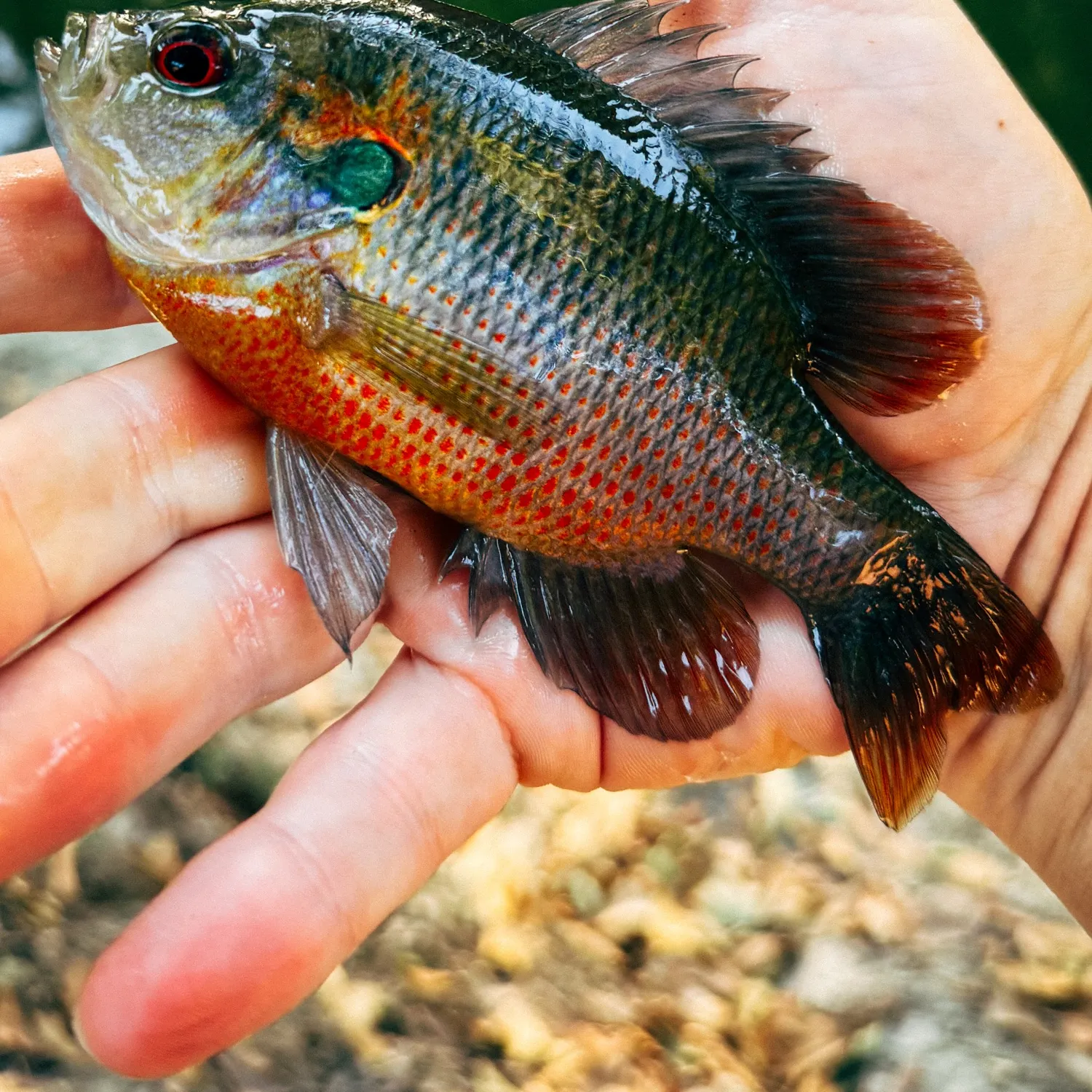 Redspotted sunfish caught on Fishbrain