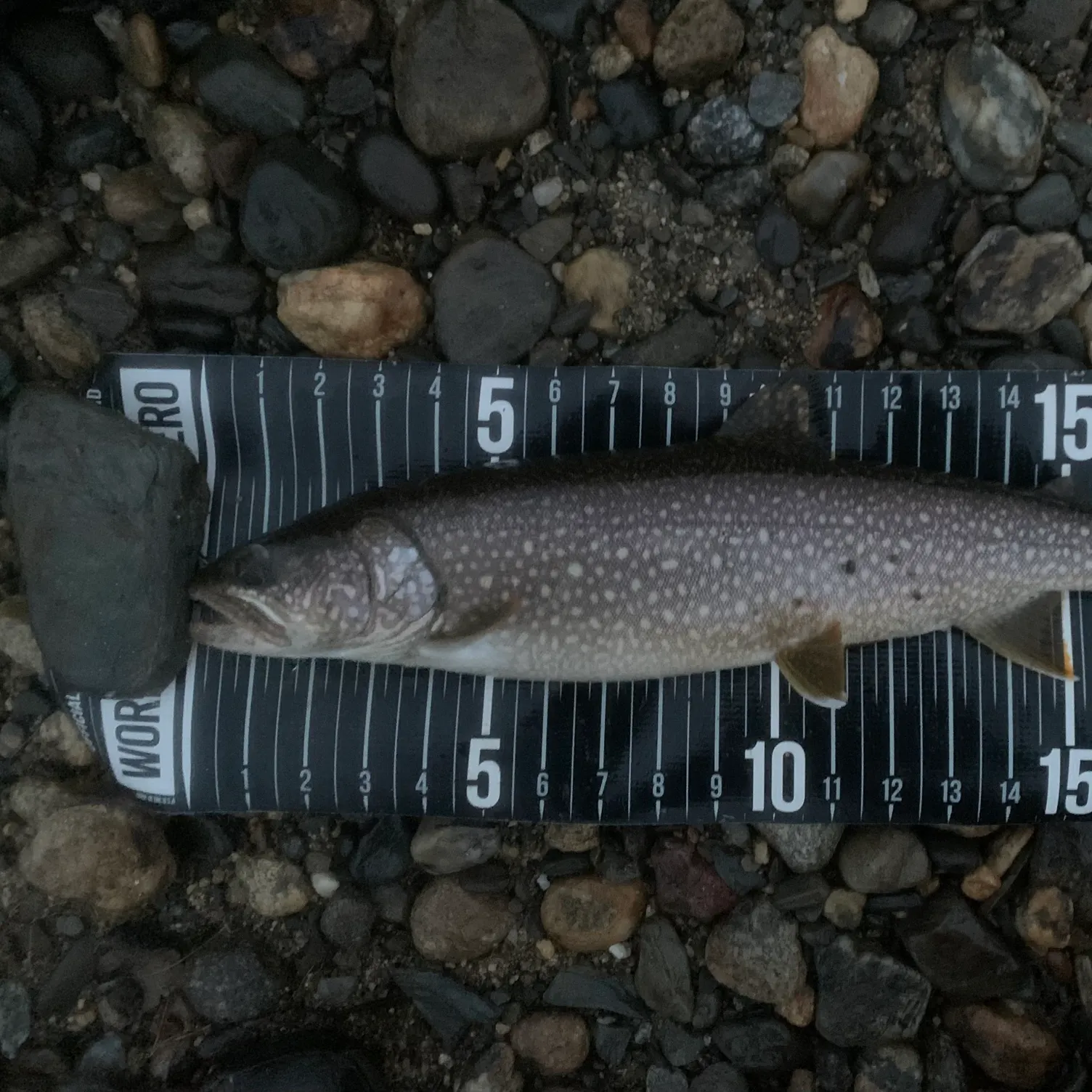 The most recent Lake char catches on Fishbrain