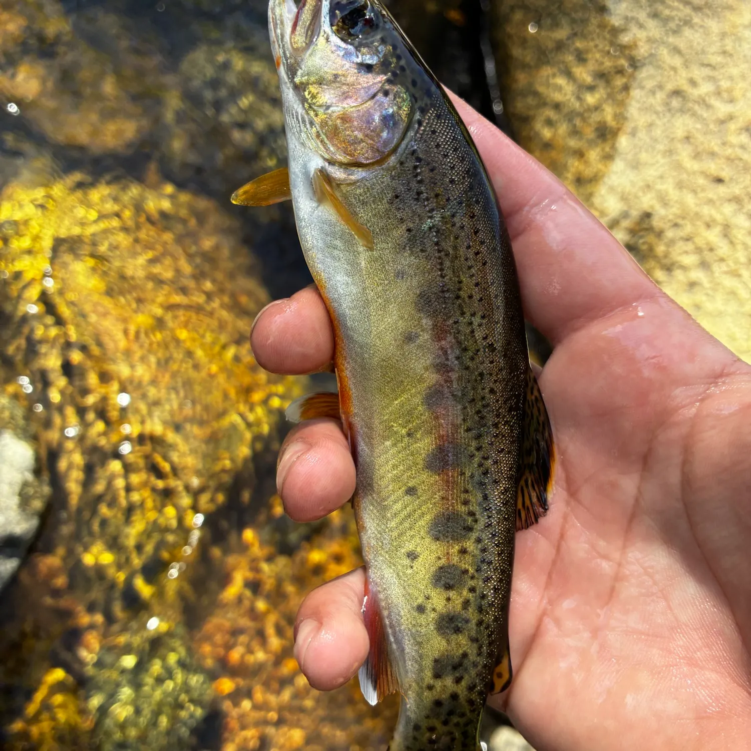 Golden trout caught on Fishbrain