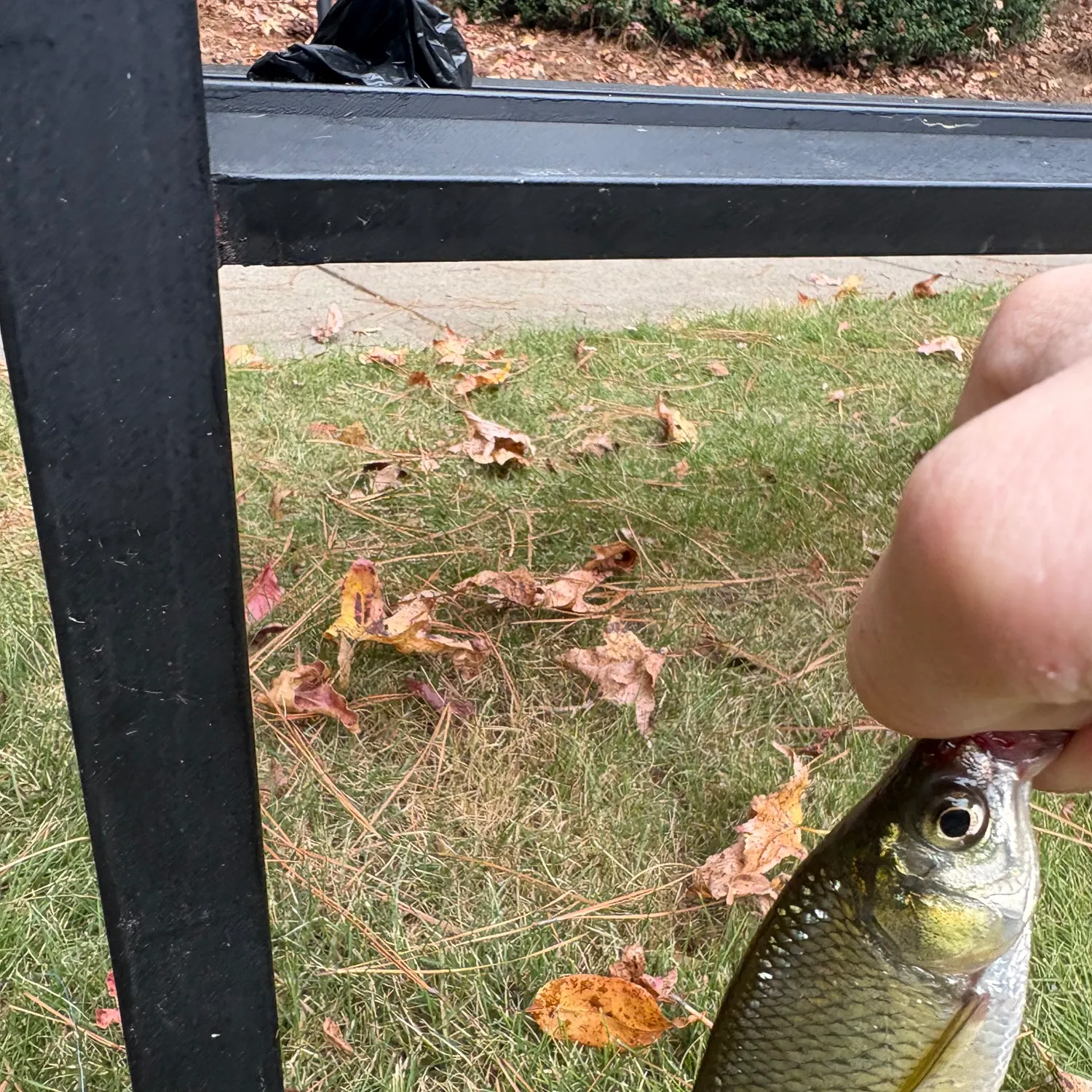 The most recent Golden shiner catches on Fishbrain