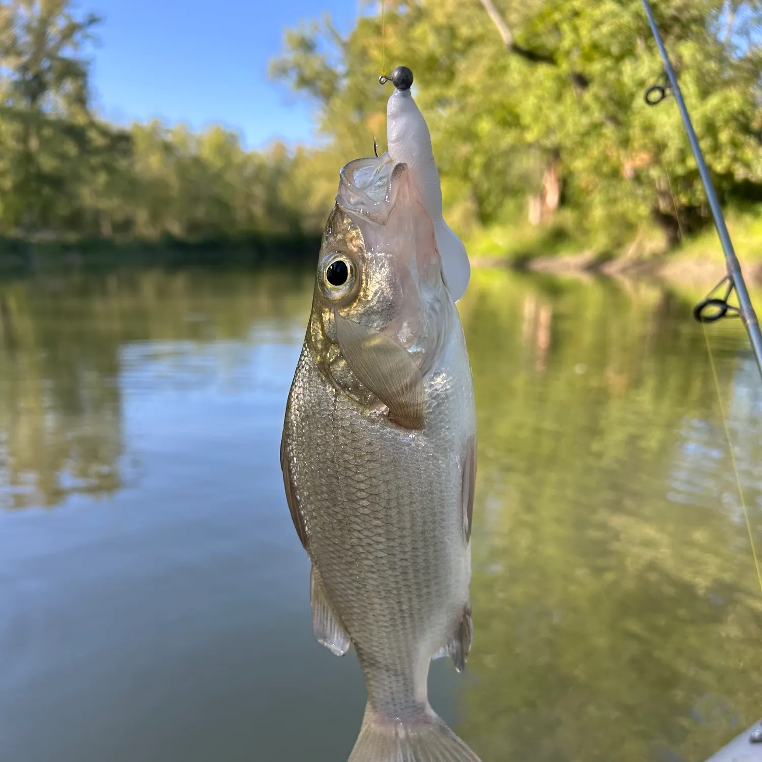 White perch caught on Fishbrain