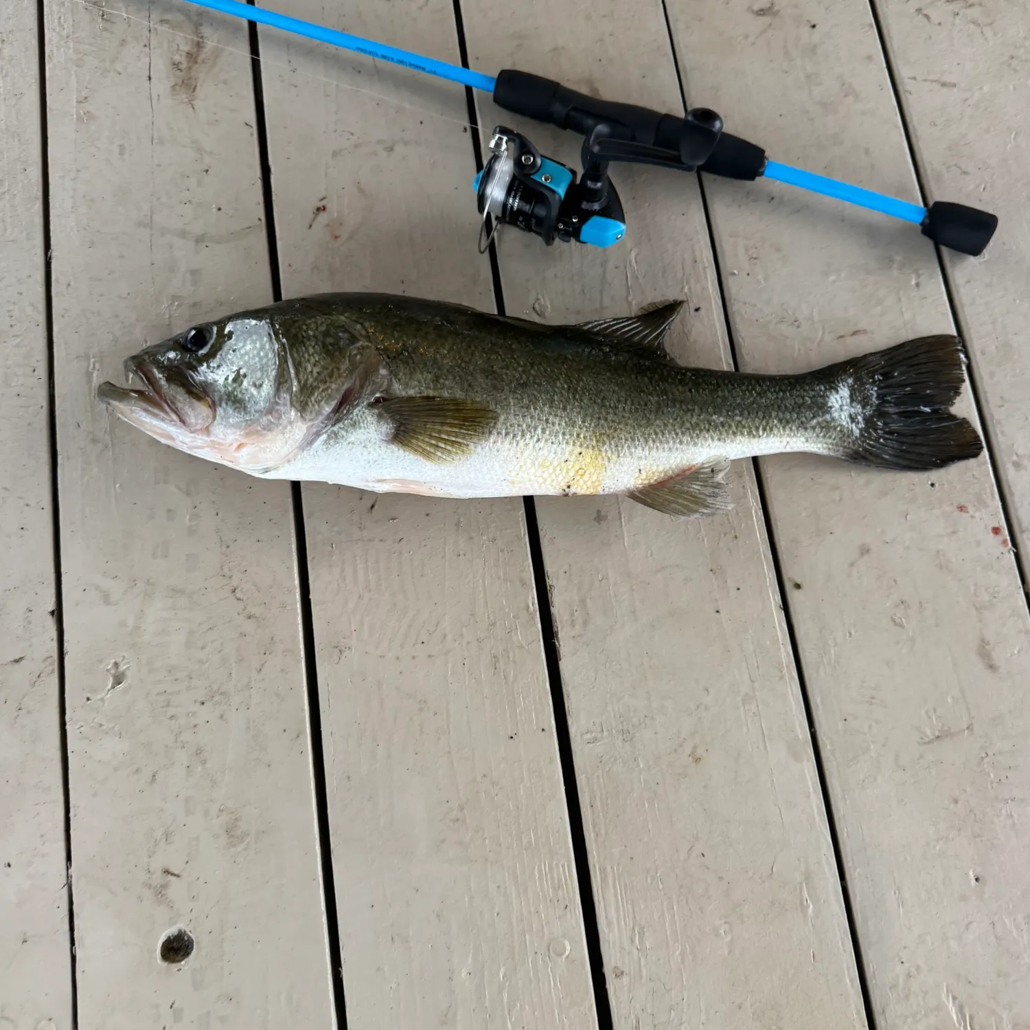 Largemouth bass caught on Fishbrain