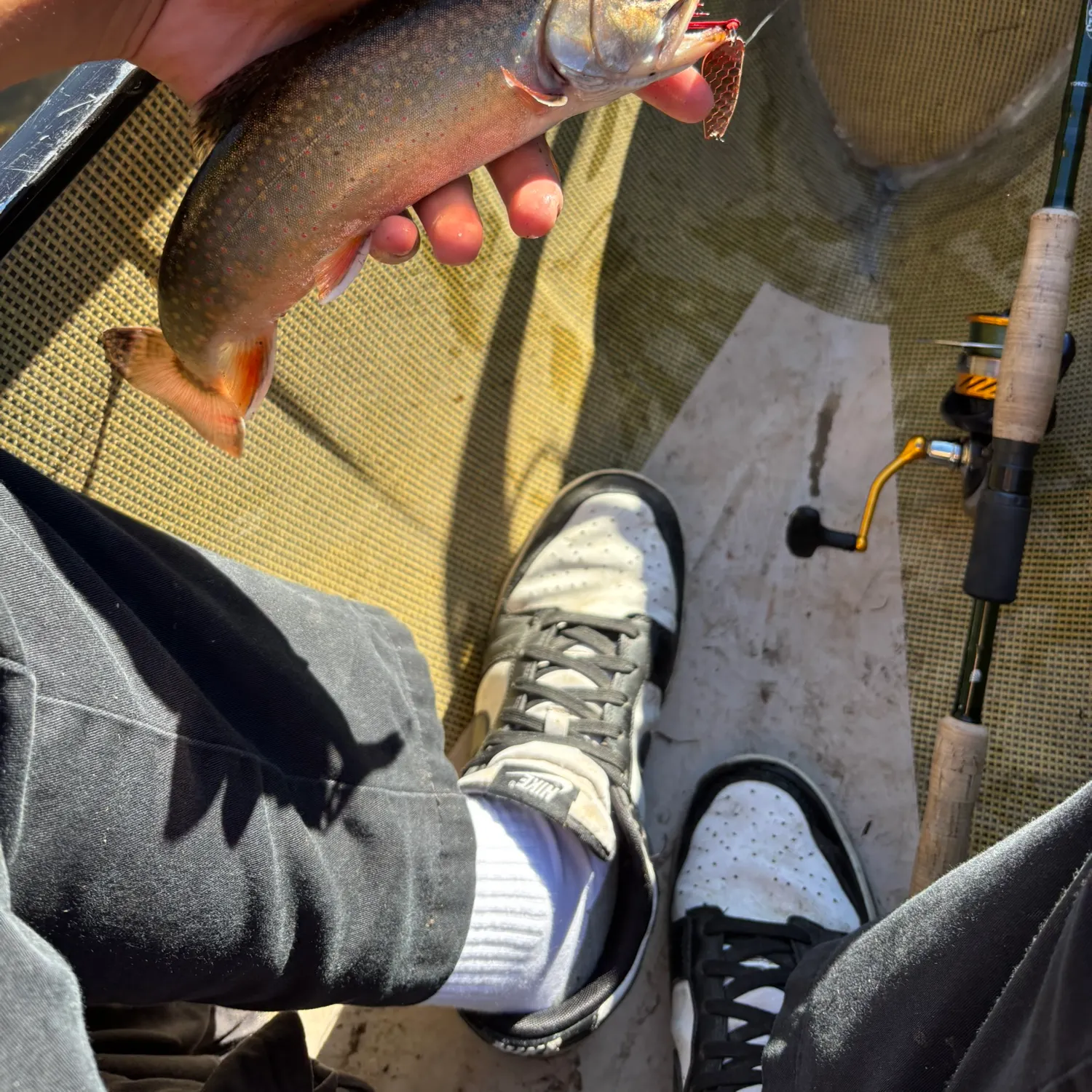 Brook trout caught on Fishbrain