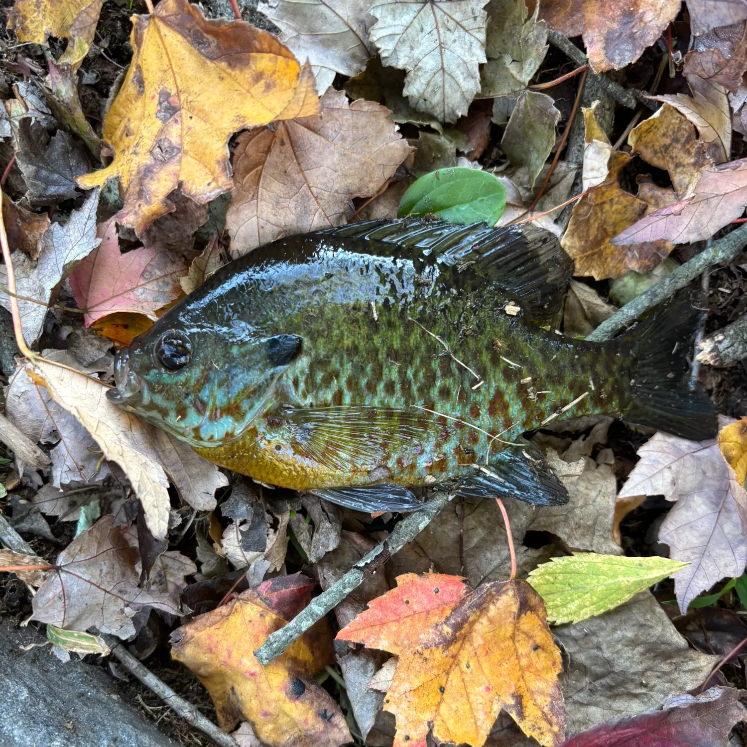 Pumpkingill hybrid caught on Fishbrain