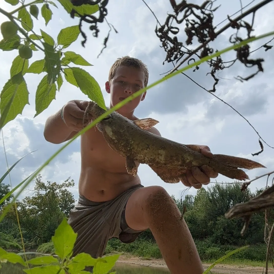 Brown bullhead caught on Fishbrain