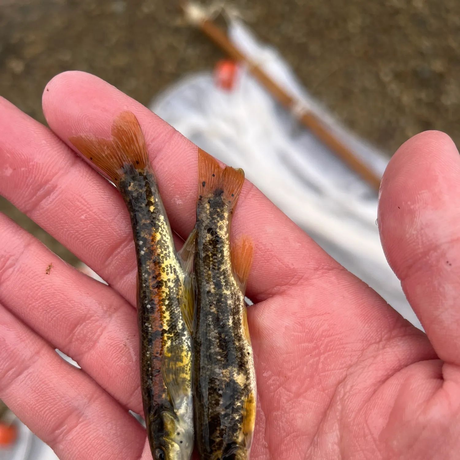 The most popular recent Western blacknose dace catch on Fishbrain