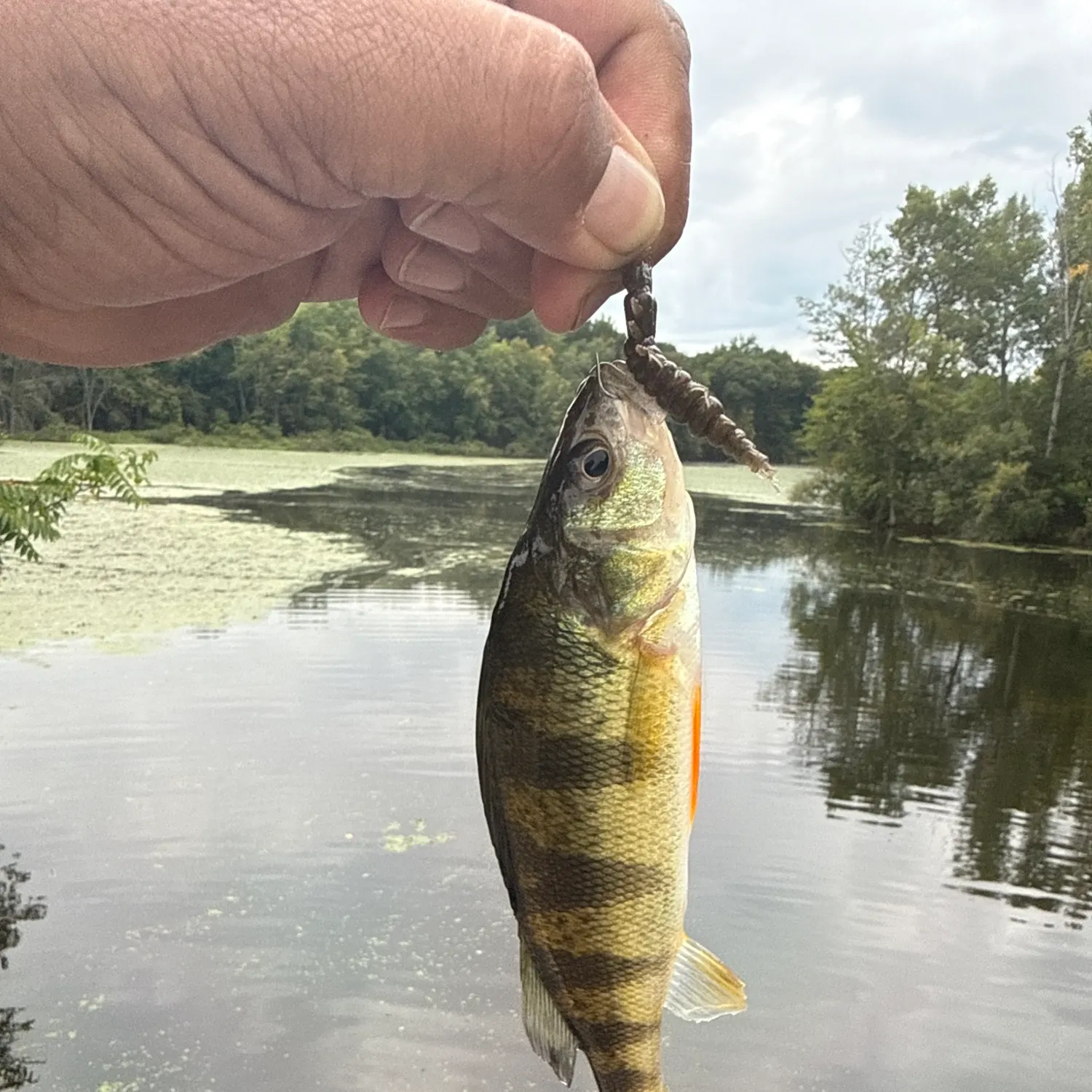 Yellow perch caught on Fishbrain