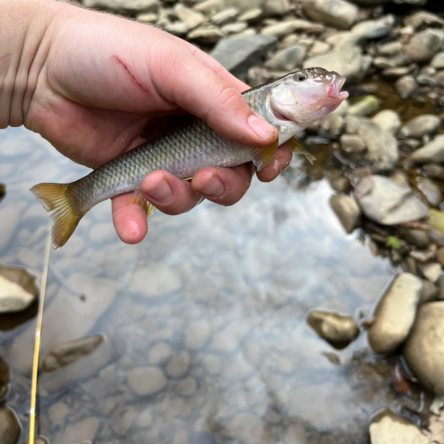 Hornyhead chub caught on Fishbrain