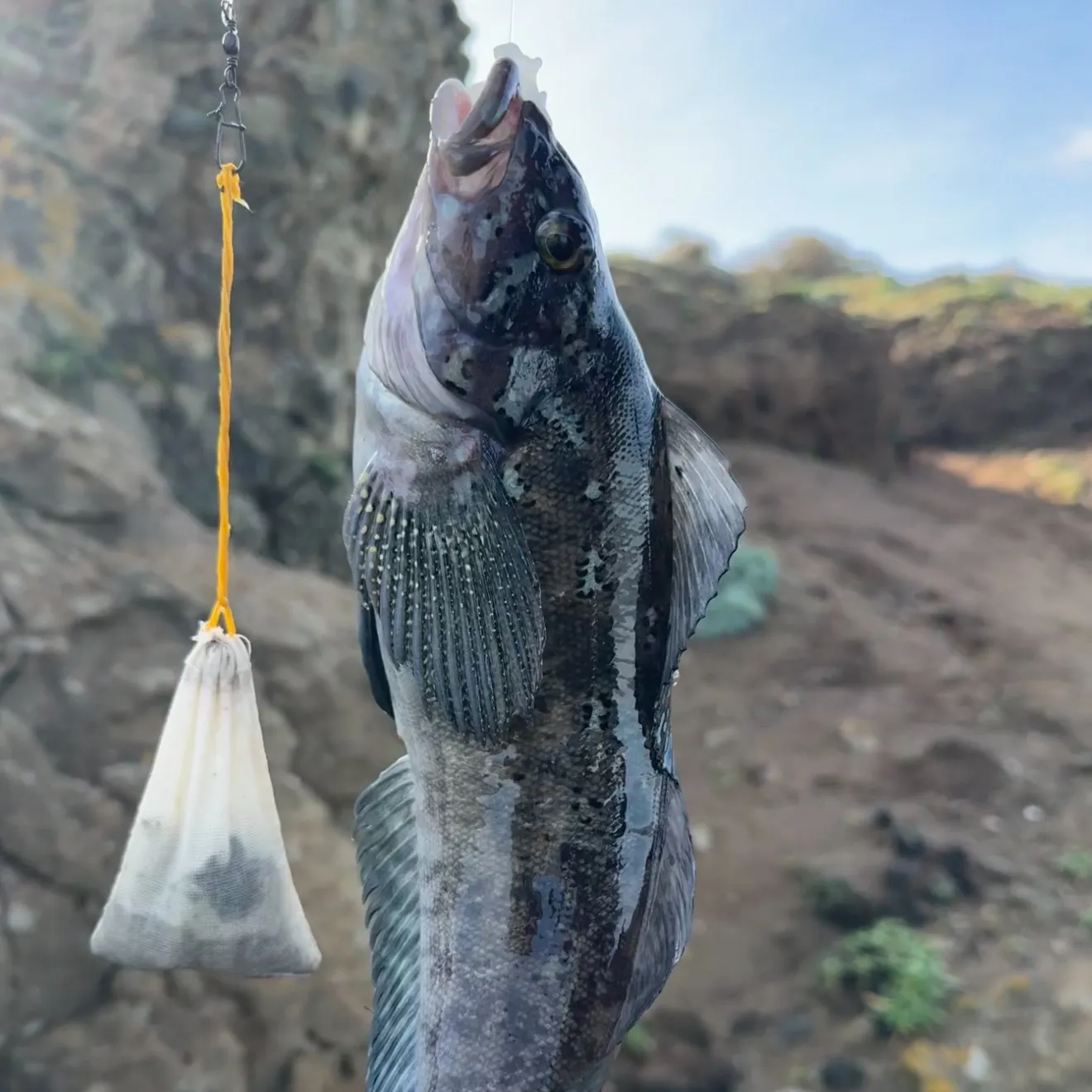 The most recent Kelp greenling catches on Fishbrain