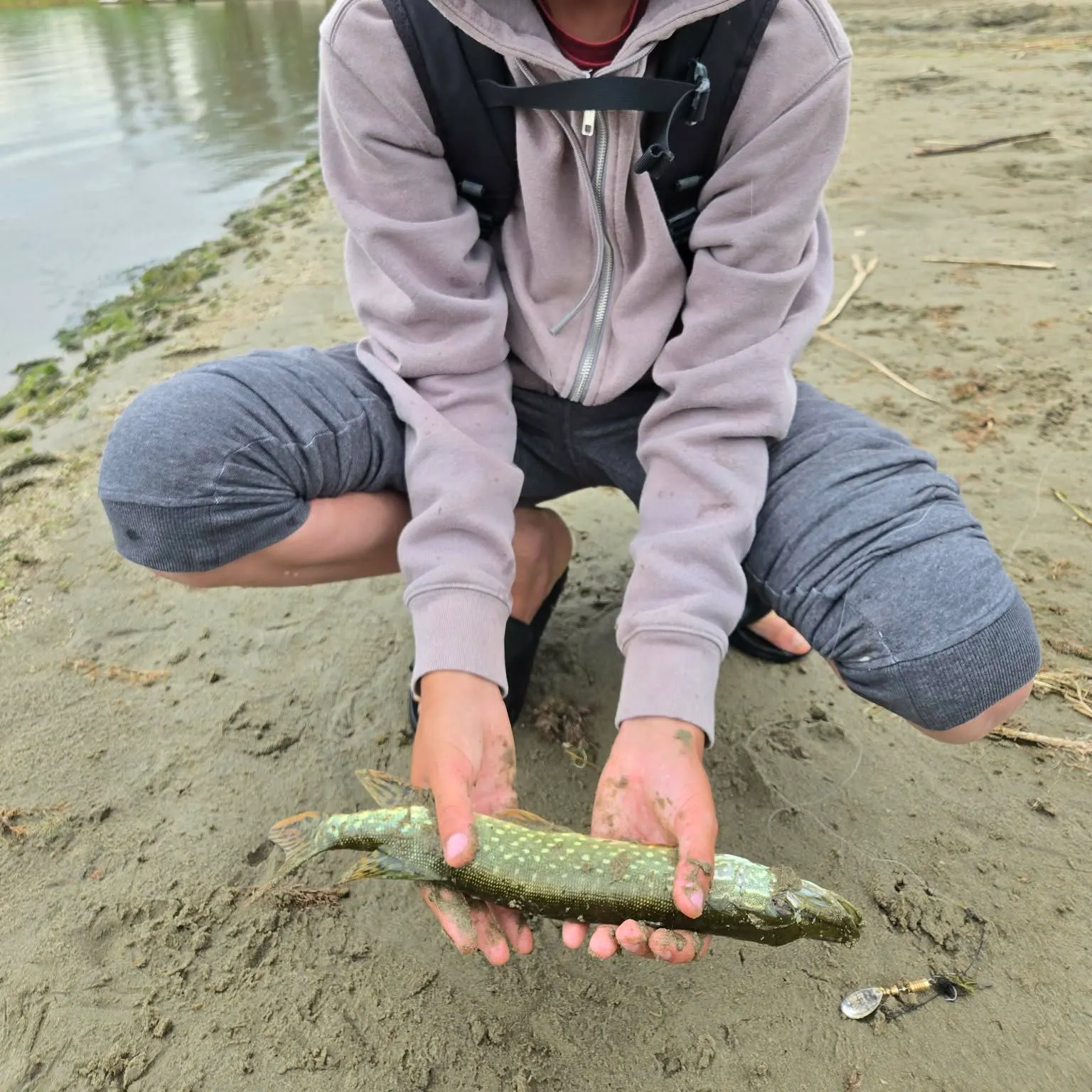 Northern pike caught on Fishbrain