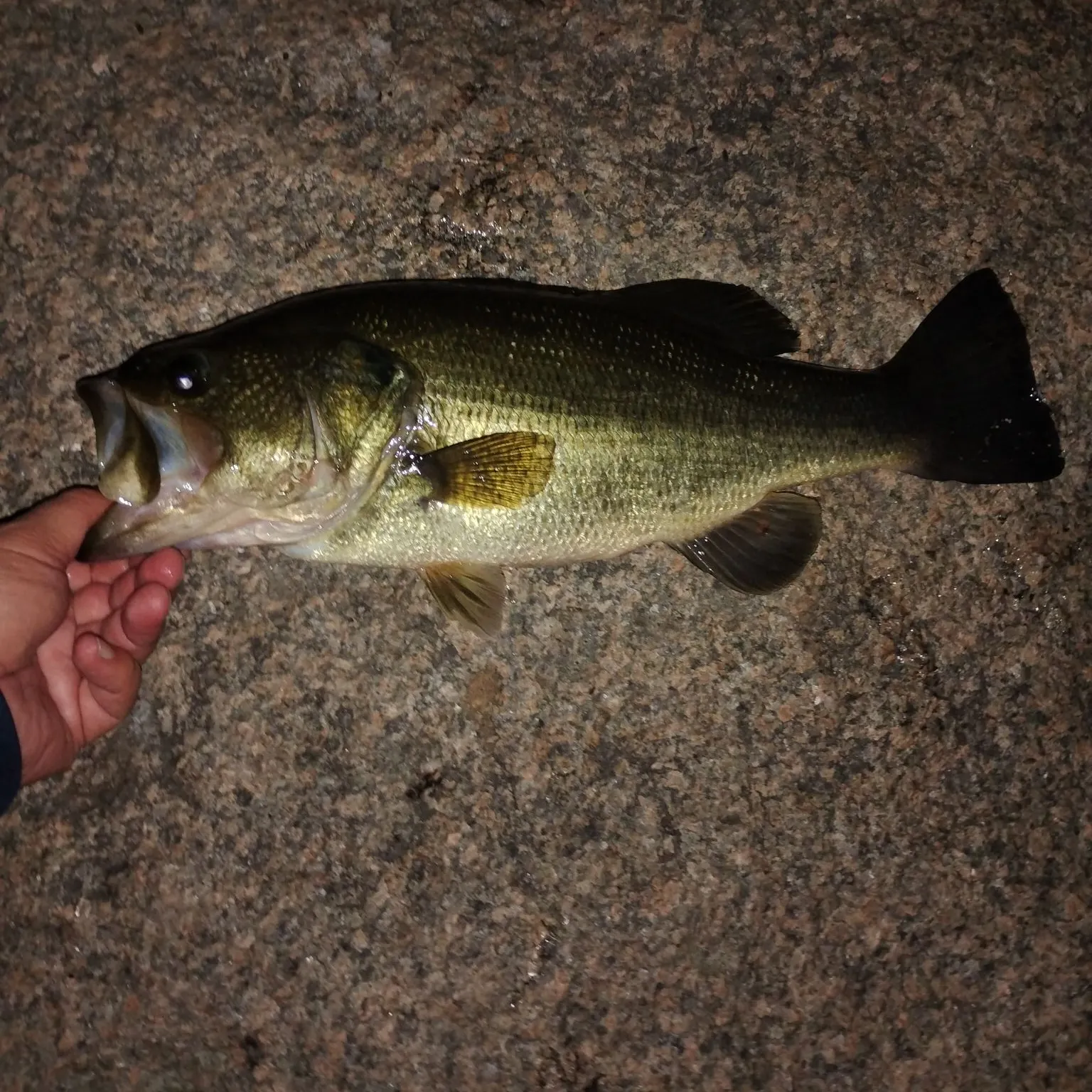 Largemouth bass caught on Fishbrain