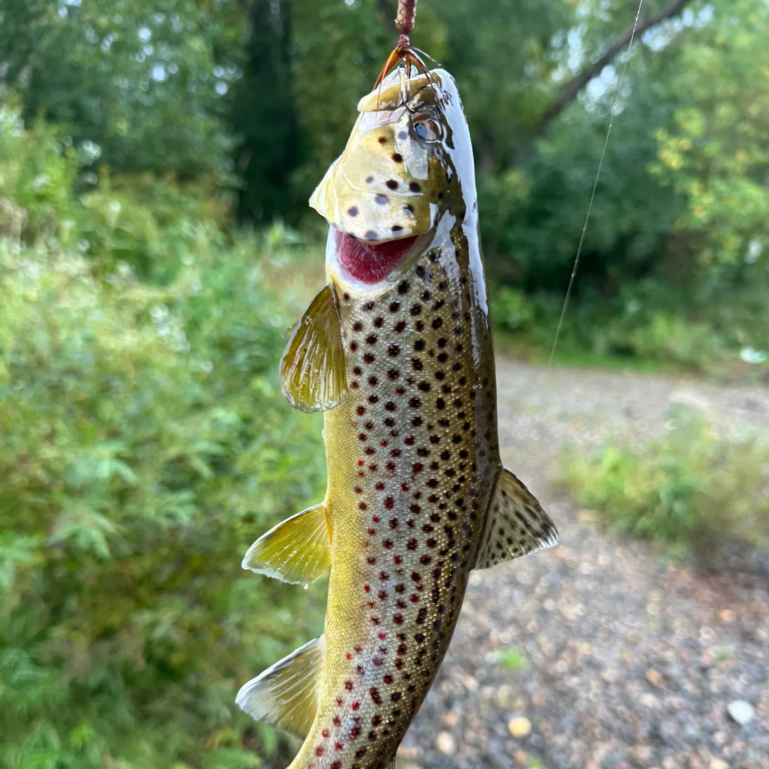 Brown trout caught on Fishbrain