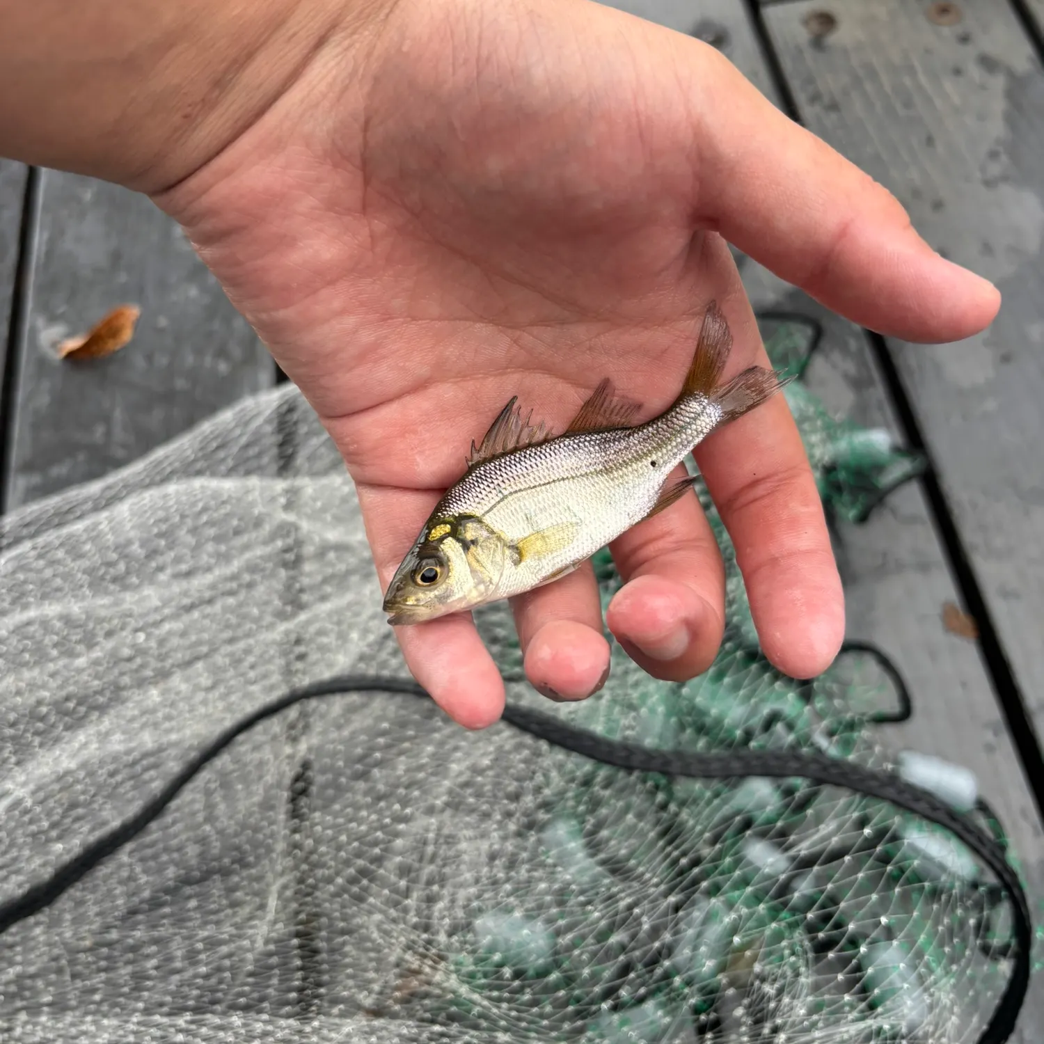 White perch caught on Fishbrain