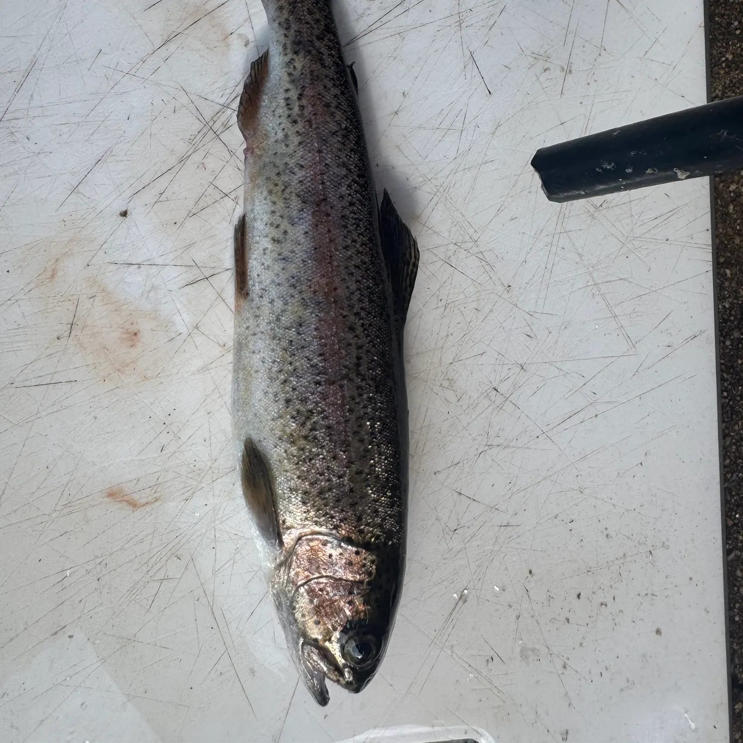 Rainbow trout caught on Fishbrain