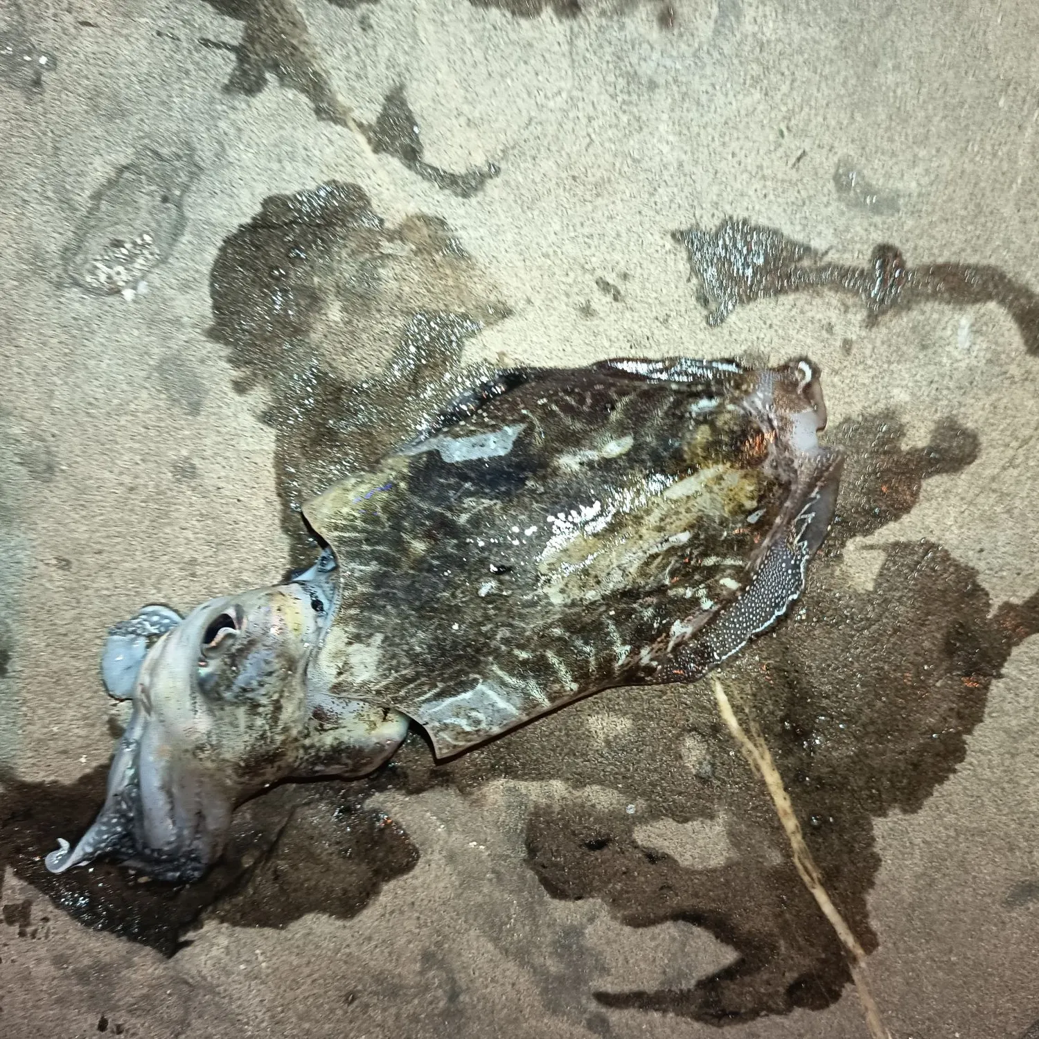 The most recent Common cuttlefish catches on Fishbrain