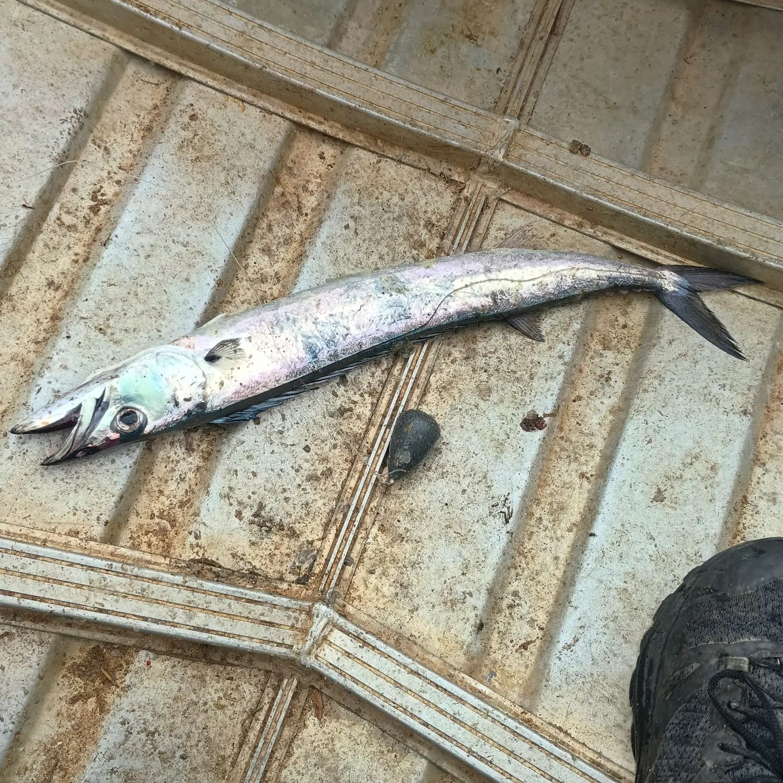 The most recent Snoek catches on Fishbrain