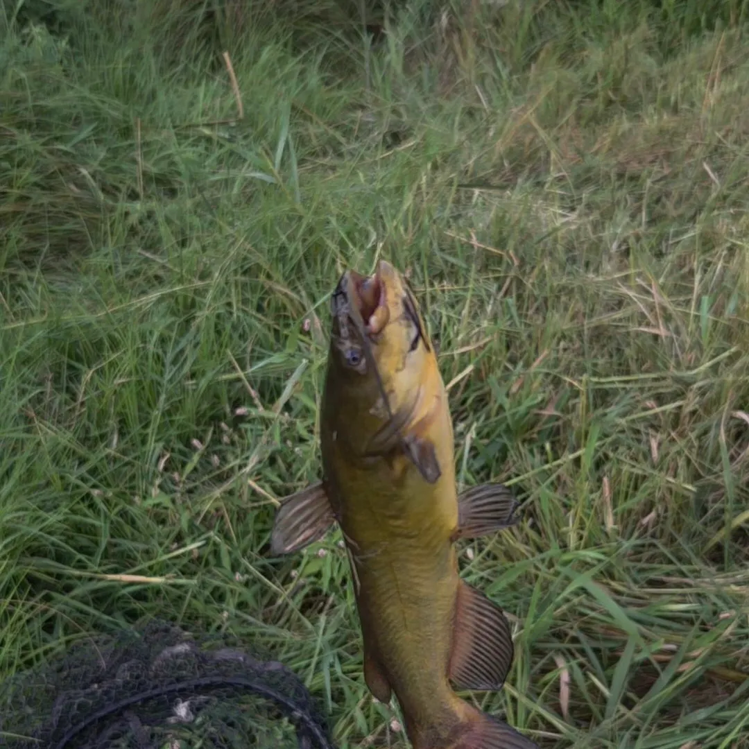 Black bullhead caught on Fishbrain