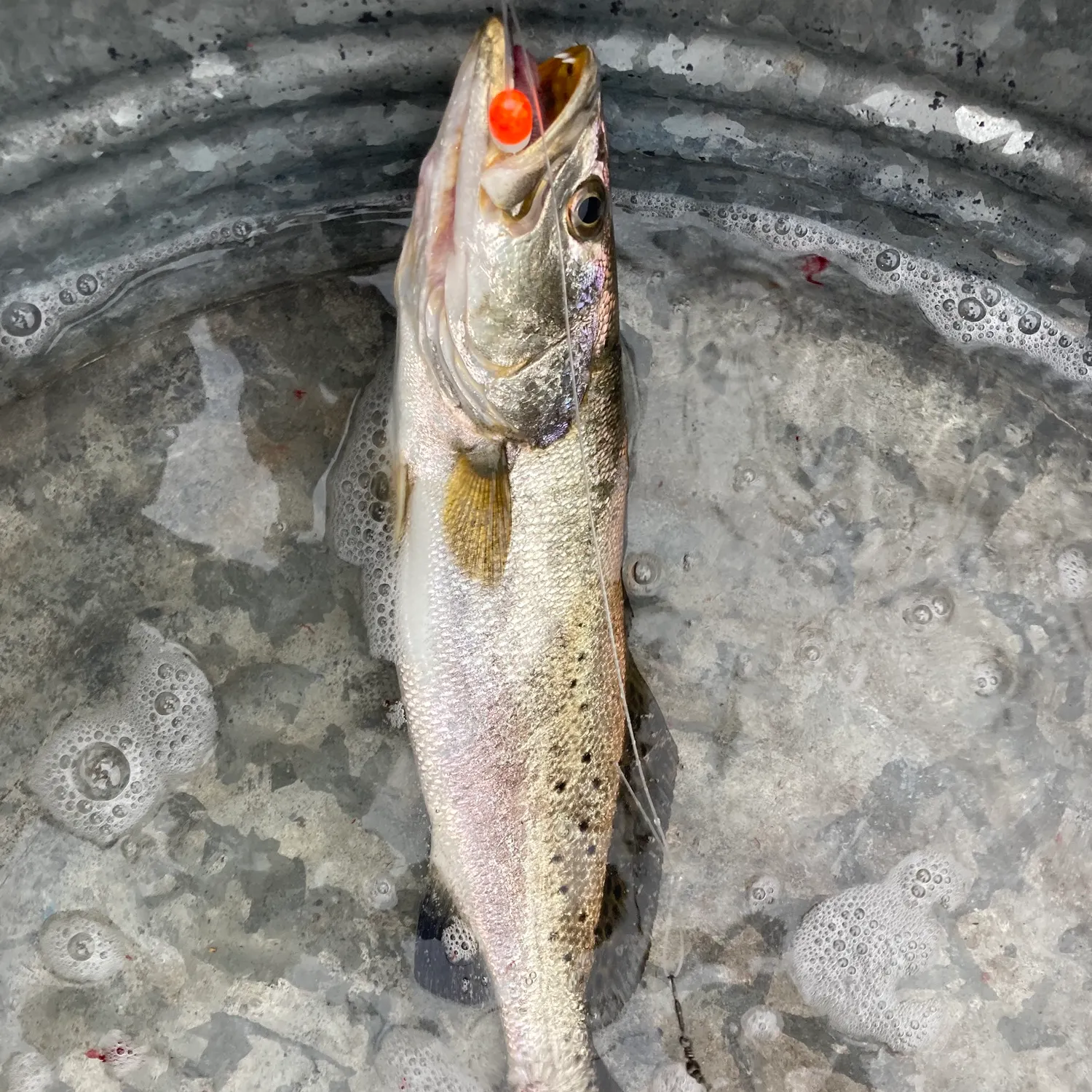 Spotted seatrout caught on Fishbrain