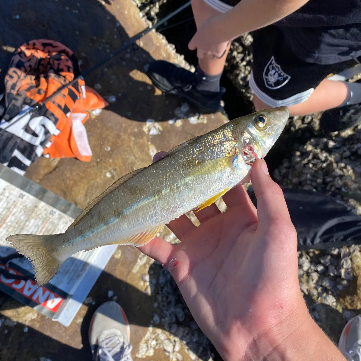 The most recent Sand sillago catches on Fishbrain