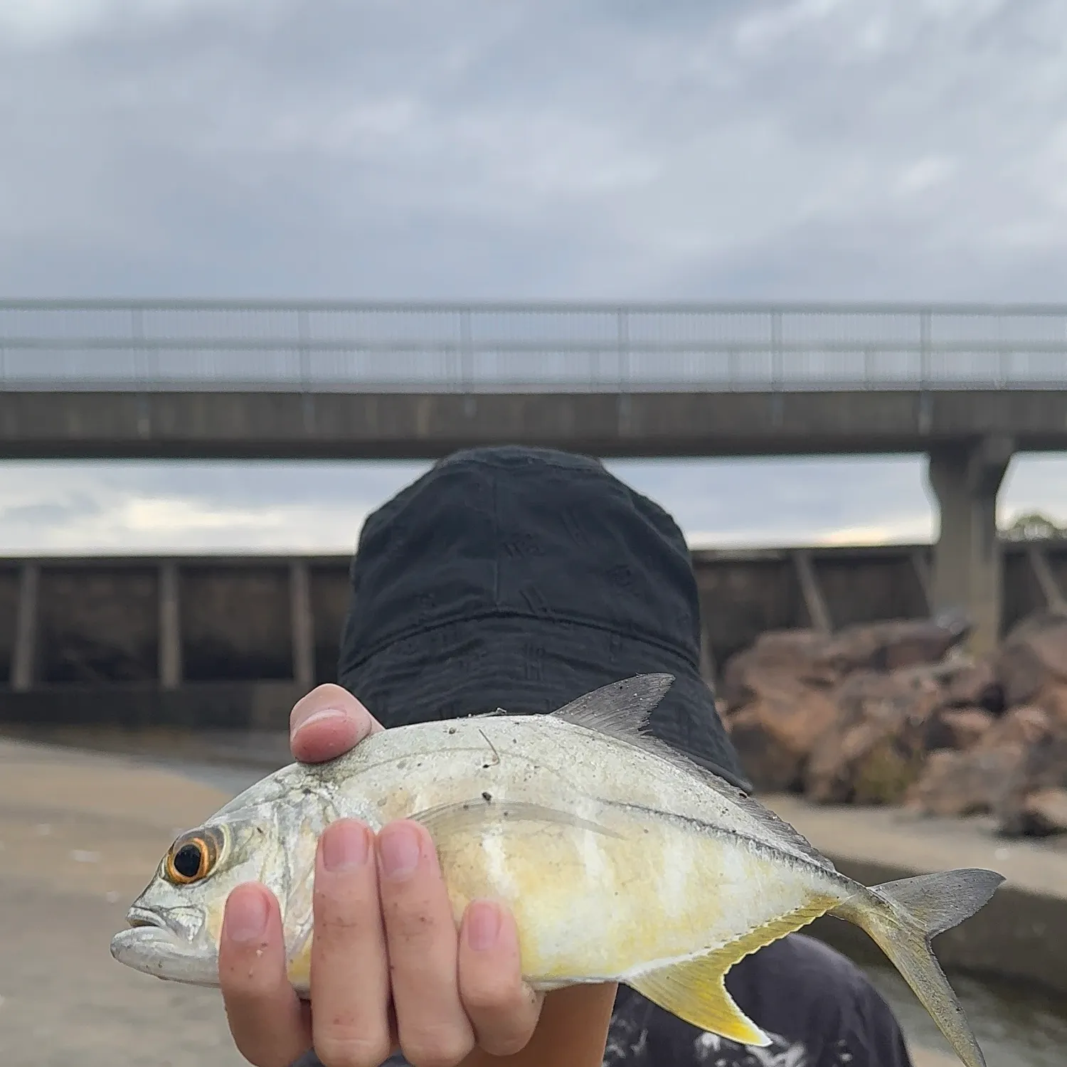 The most recent Bigeye trevally catches on Fishbrain