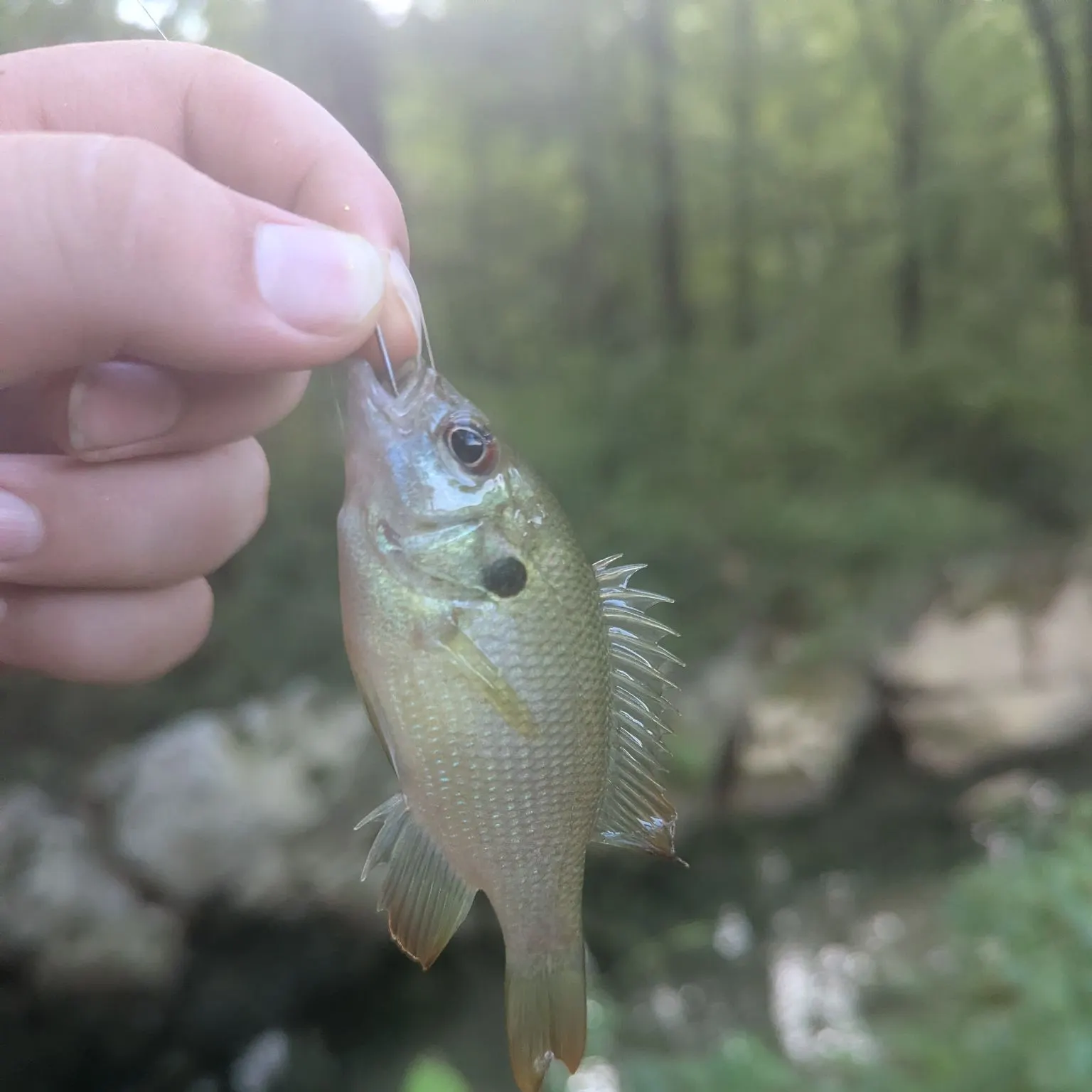 Redspotted sunfish caught on Fishbrain
