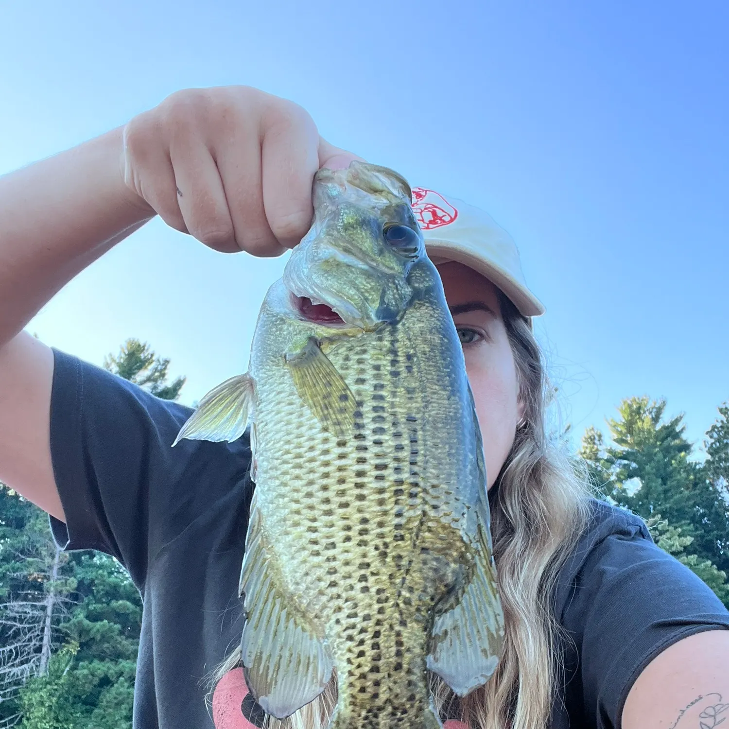 Rock bass caught on Fishbrain