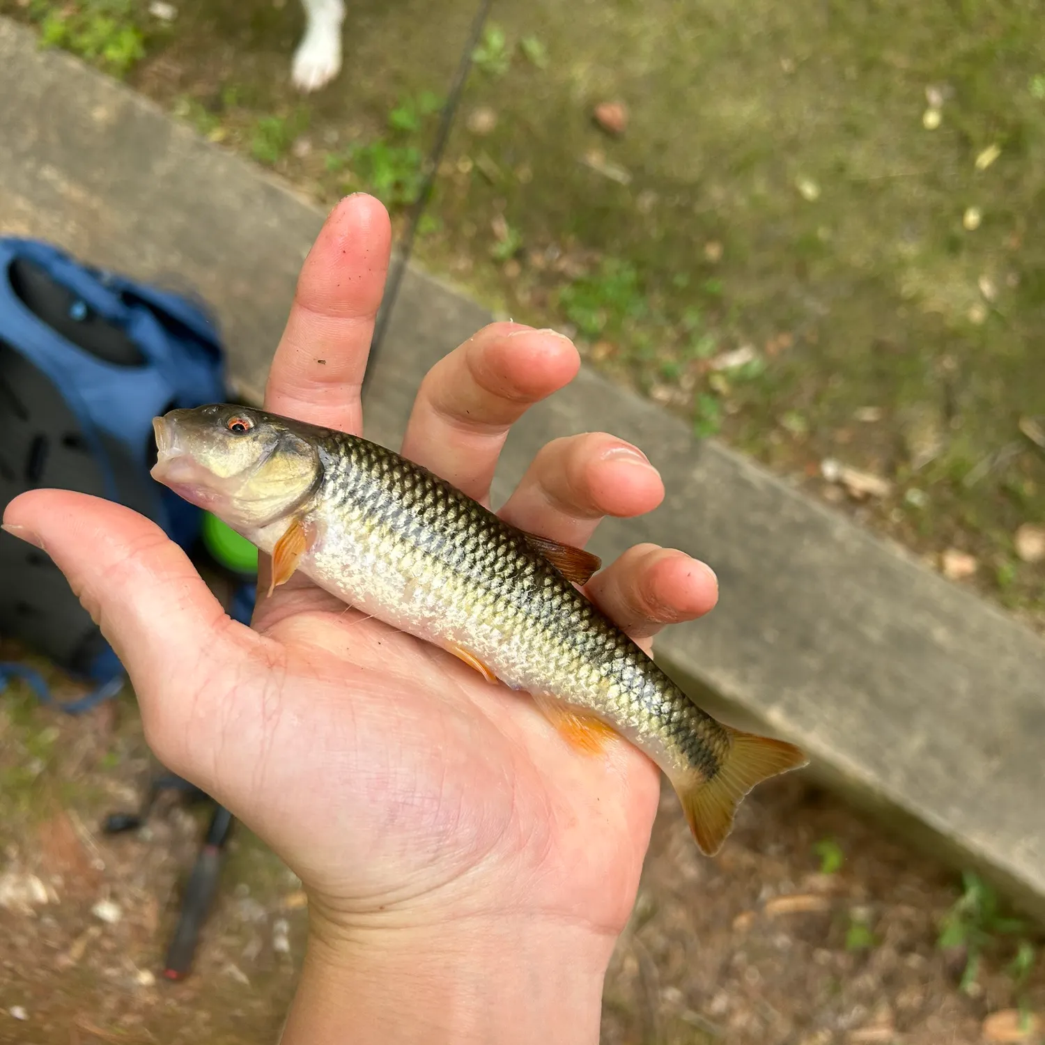 The most recent Redspot chub catches on Fishbrain