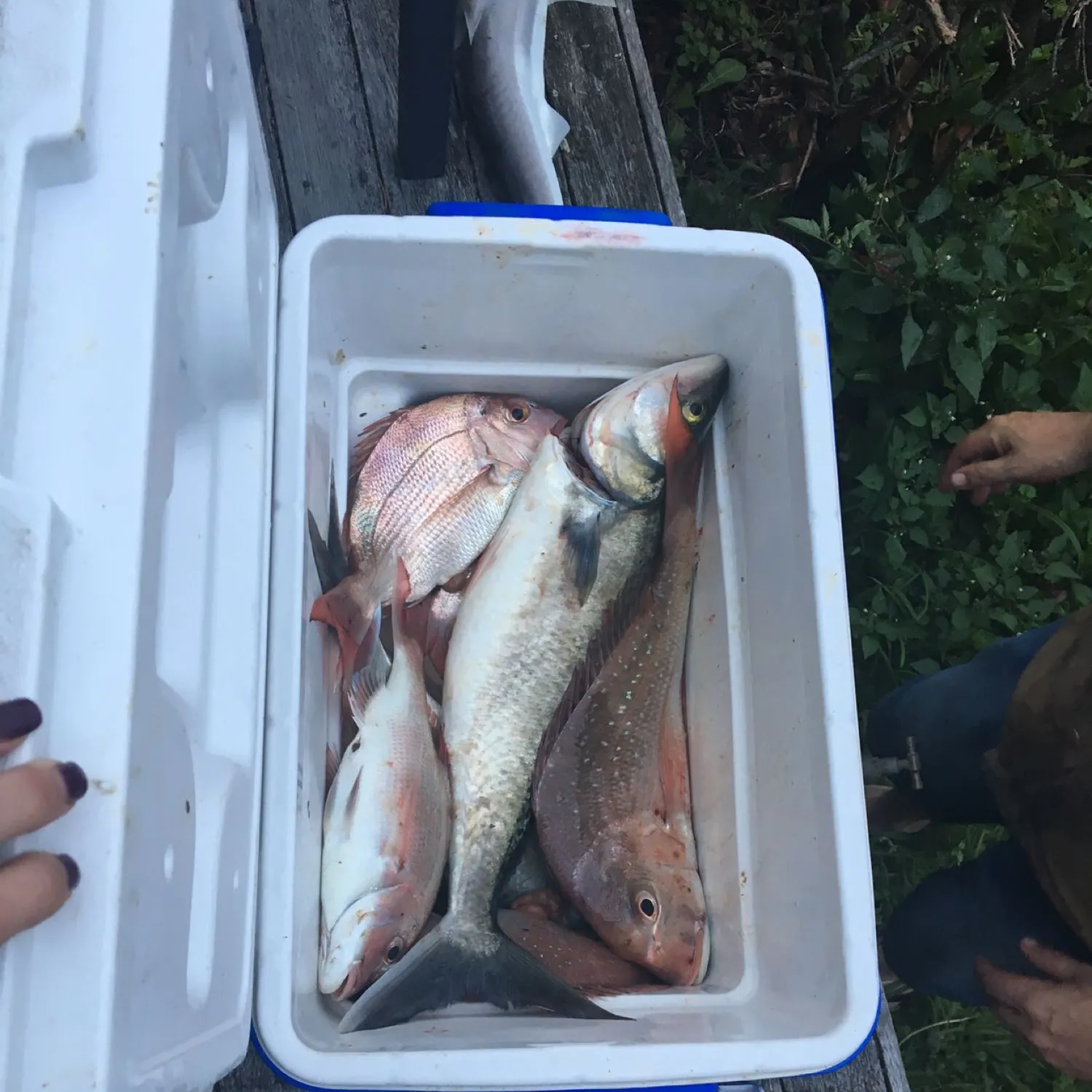 recently logged catches