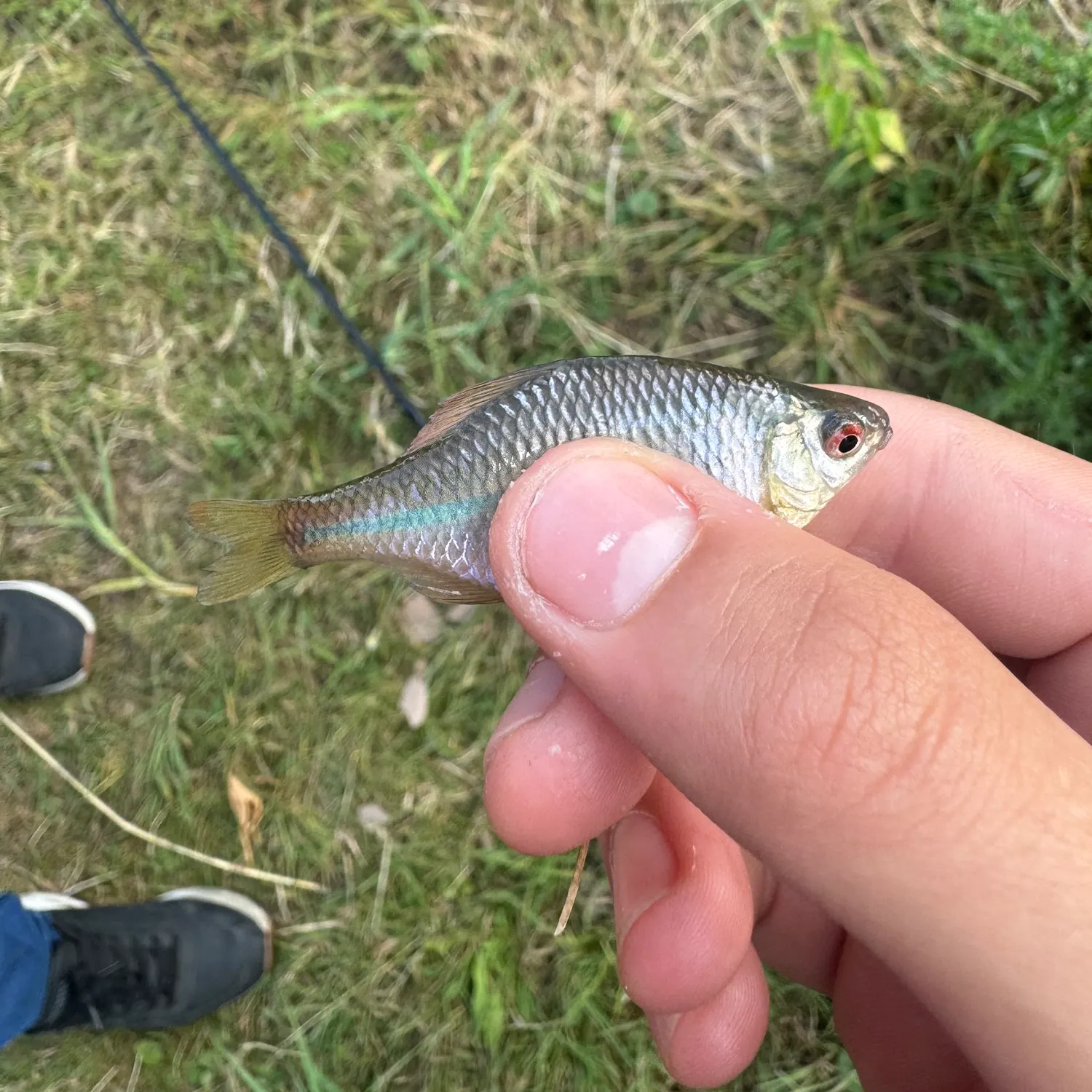 The most recent European bitterling catches on Fishbrain