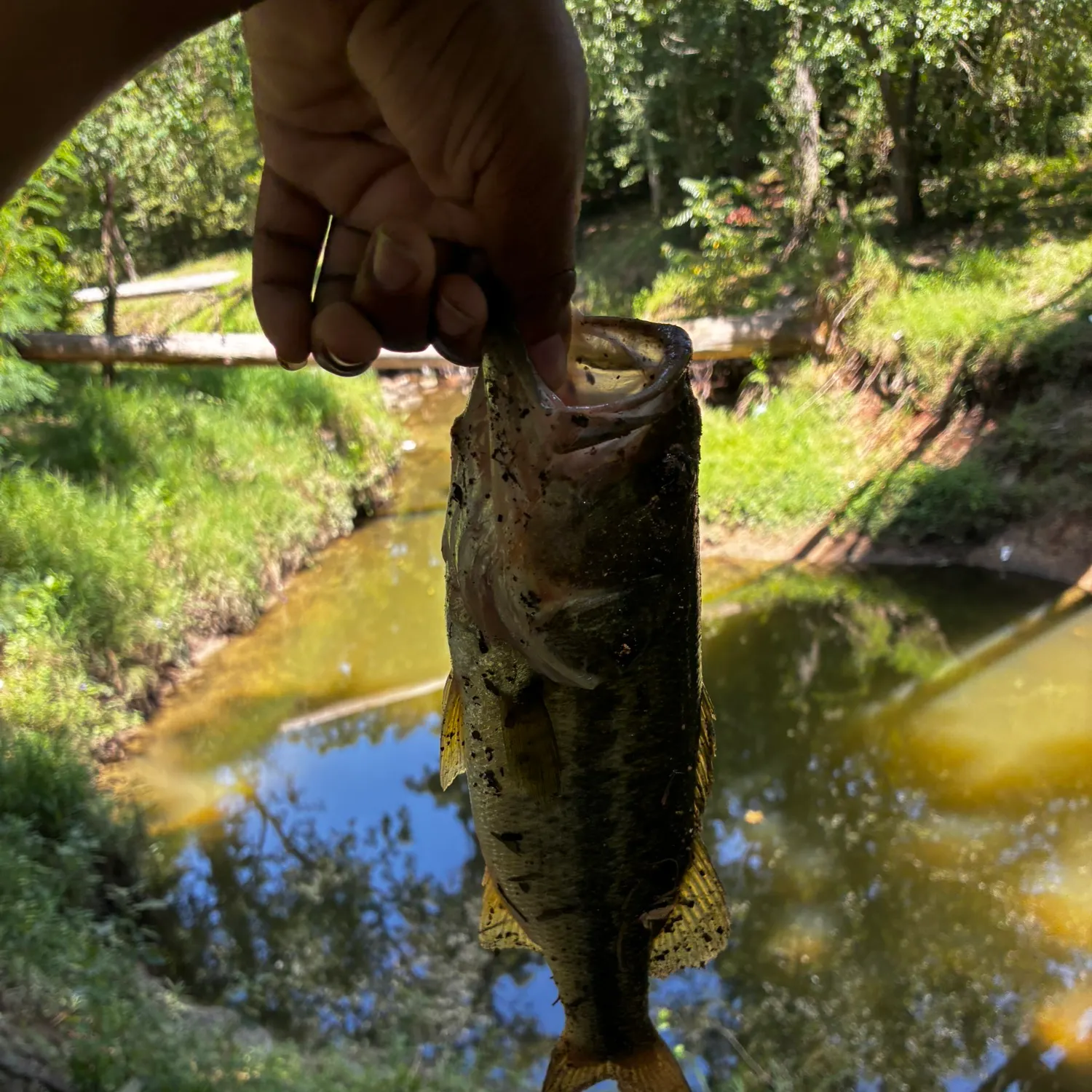 Spotted bass caught on Fishbrain
