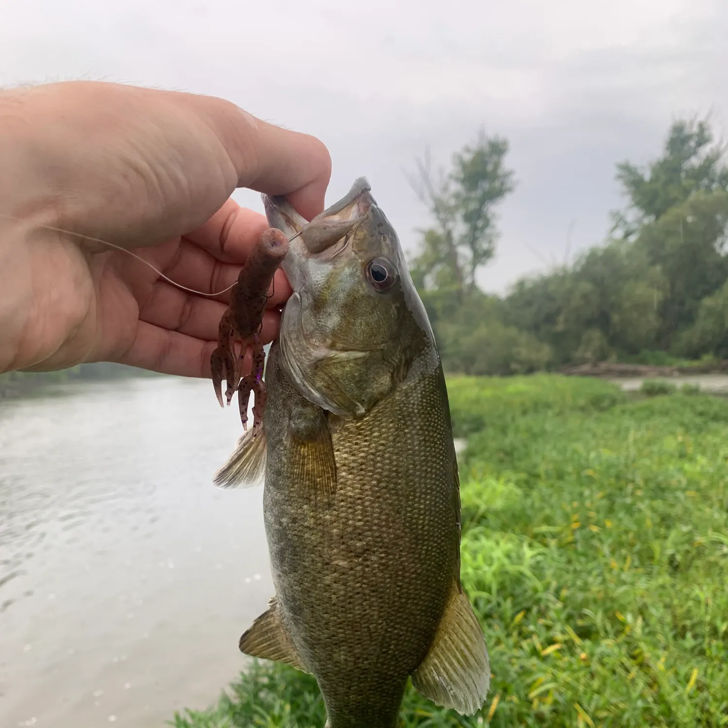 Smallmouth bass caught on Fishbrain