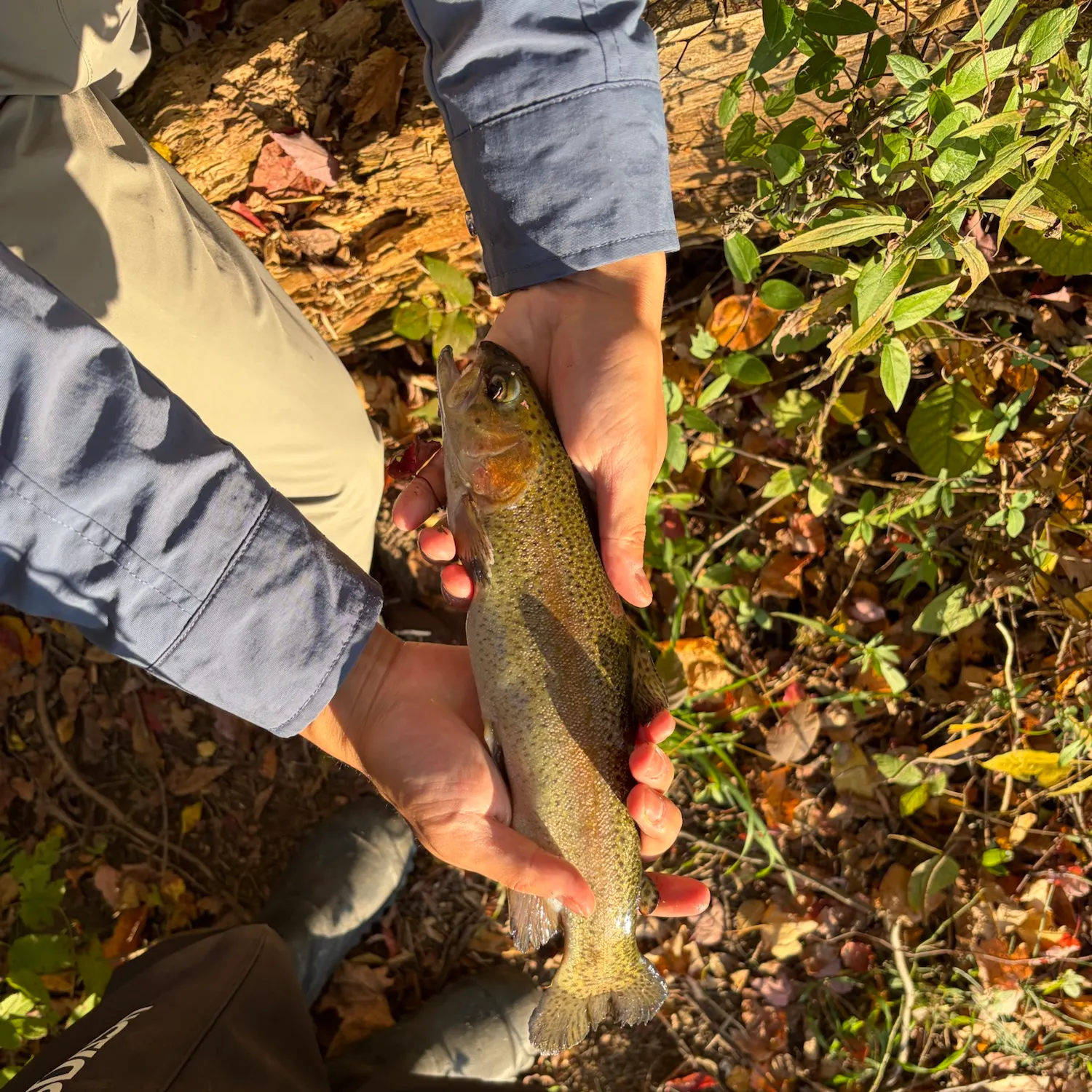 Rainbow trout caught on Fishbrain