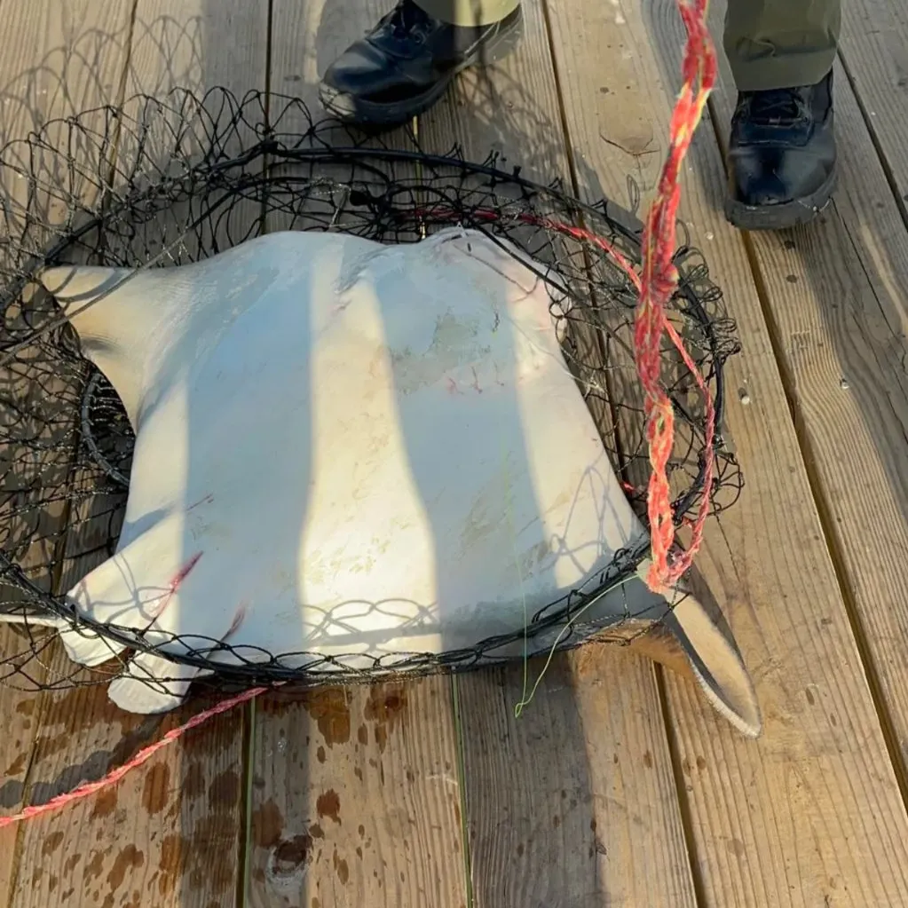 Cownose Ray caught on Fishbrain