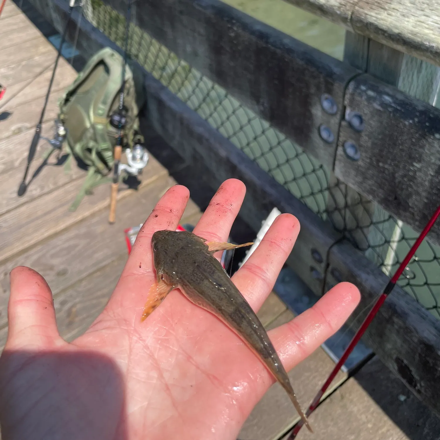 The most recent Pacific staghorn sculpin catches on Fishbrain