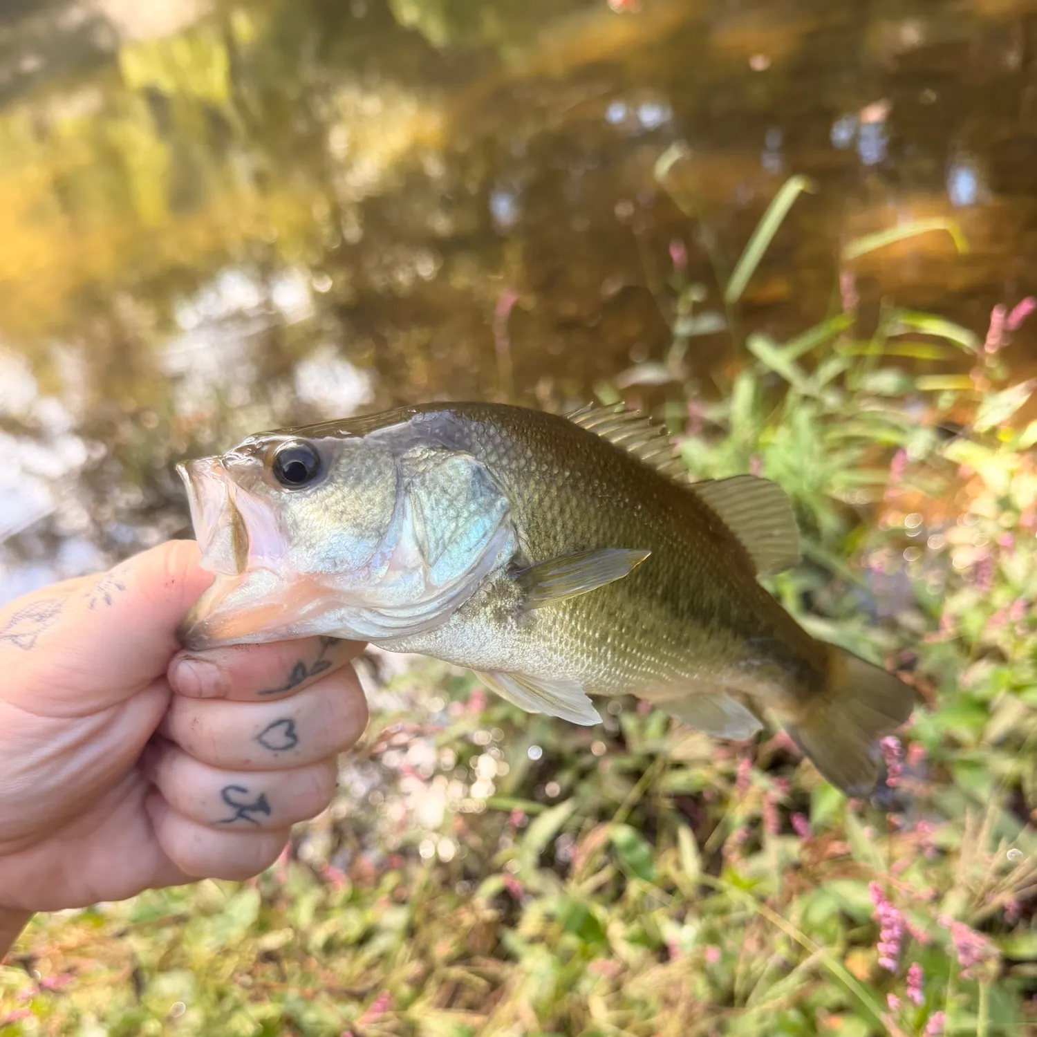 Largemouth bass caught on Fishbrain