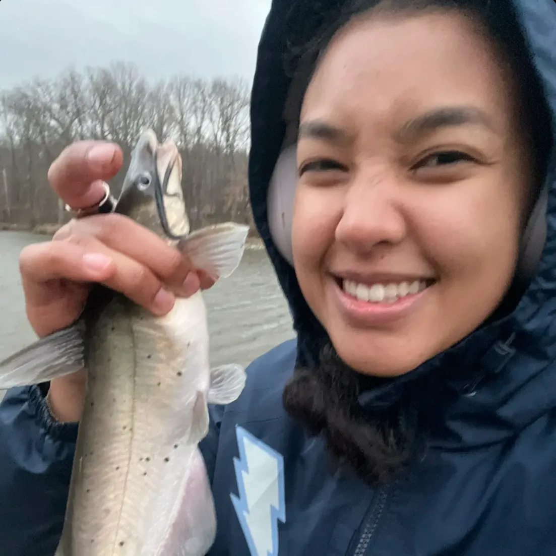 The most recent Channel catfish catches on Fishbrain